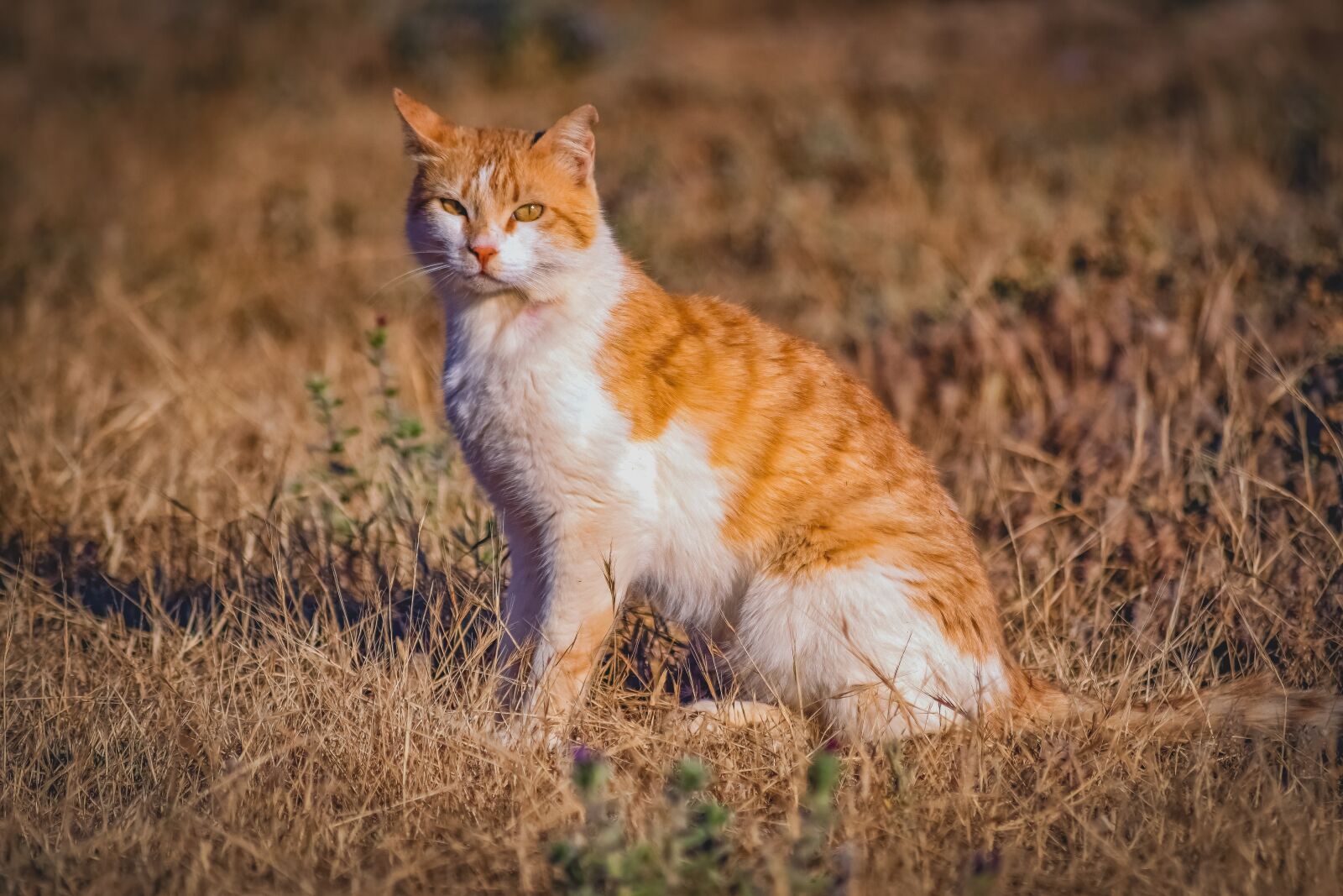 Nikon D3300 sample photo. Cat, stray, animal photography