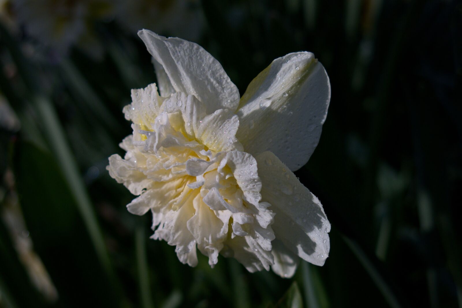 Canon PowerShot G15 sample photo. Narcissus, amaryllis plant, flower photography