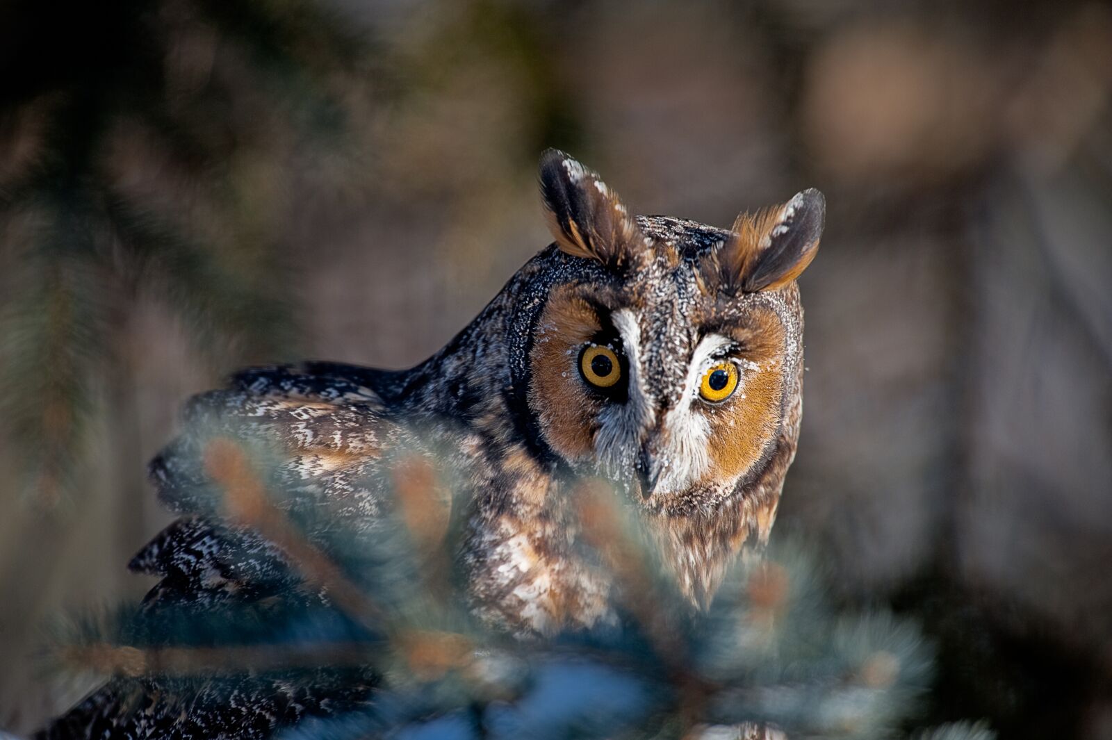 Nikon D700 sample photo. Owl, nature, wildlife photography