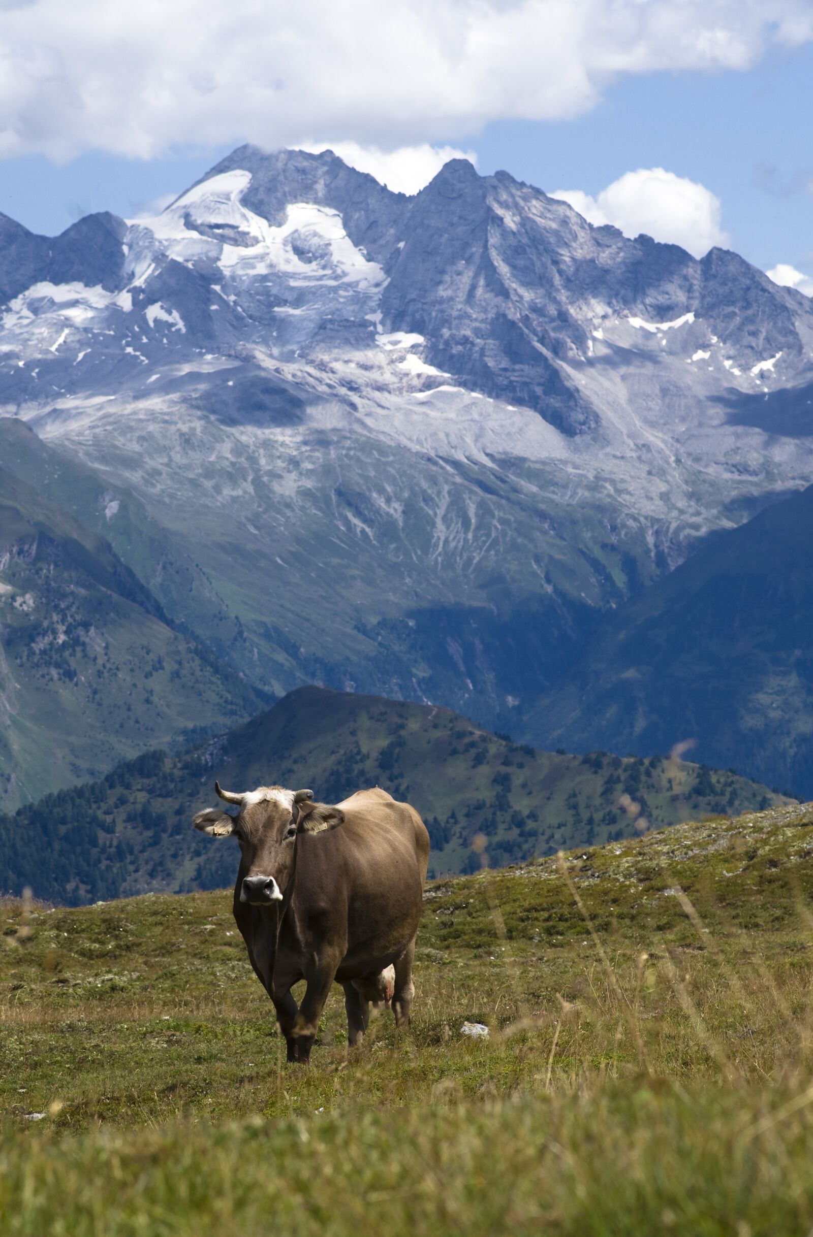 Pentax K-30 sample photo. Olperer, cow, alpine photography