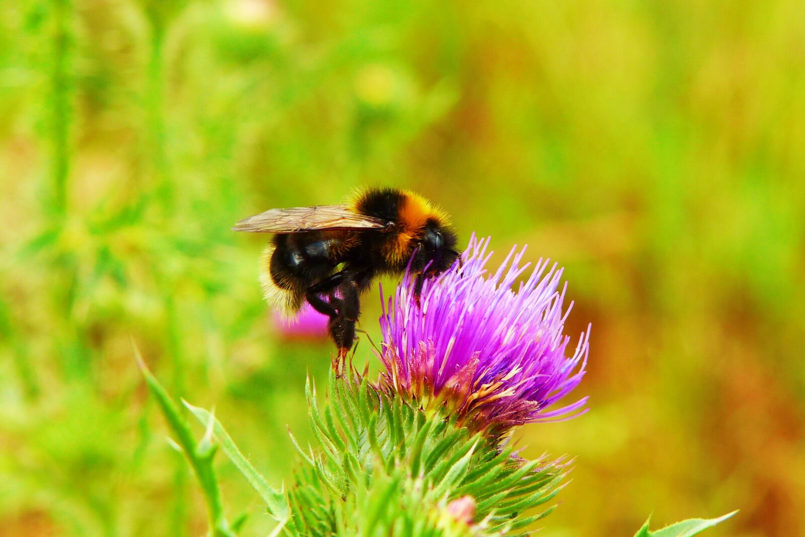 Panasonic Lumix DMC-FZ200 sample photo. Bumblebee gas, pszczo owate photography