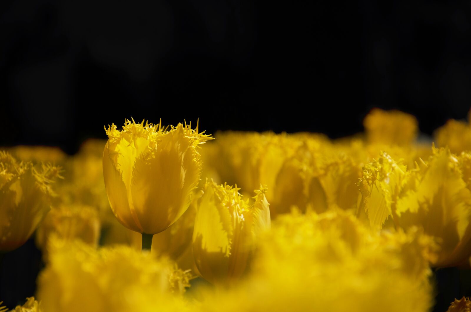 Nikon D5100 sample photo. Amsterdam, holland, tulips photography