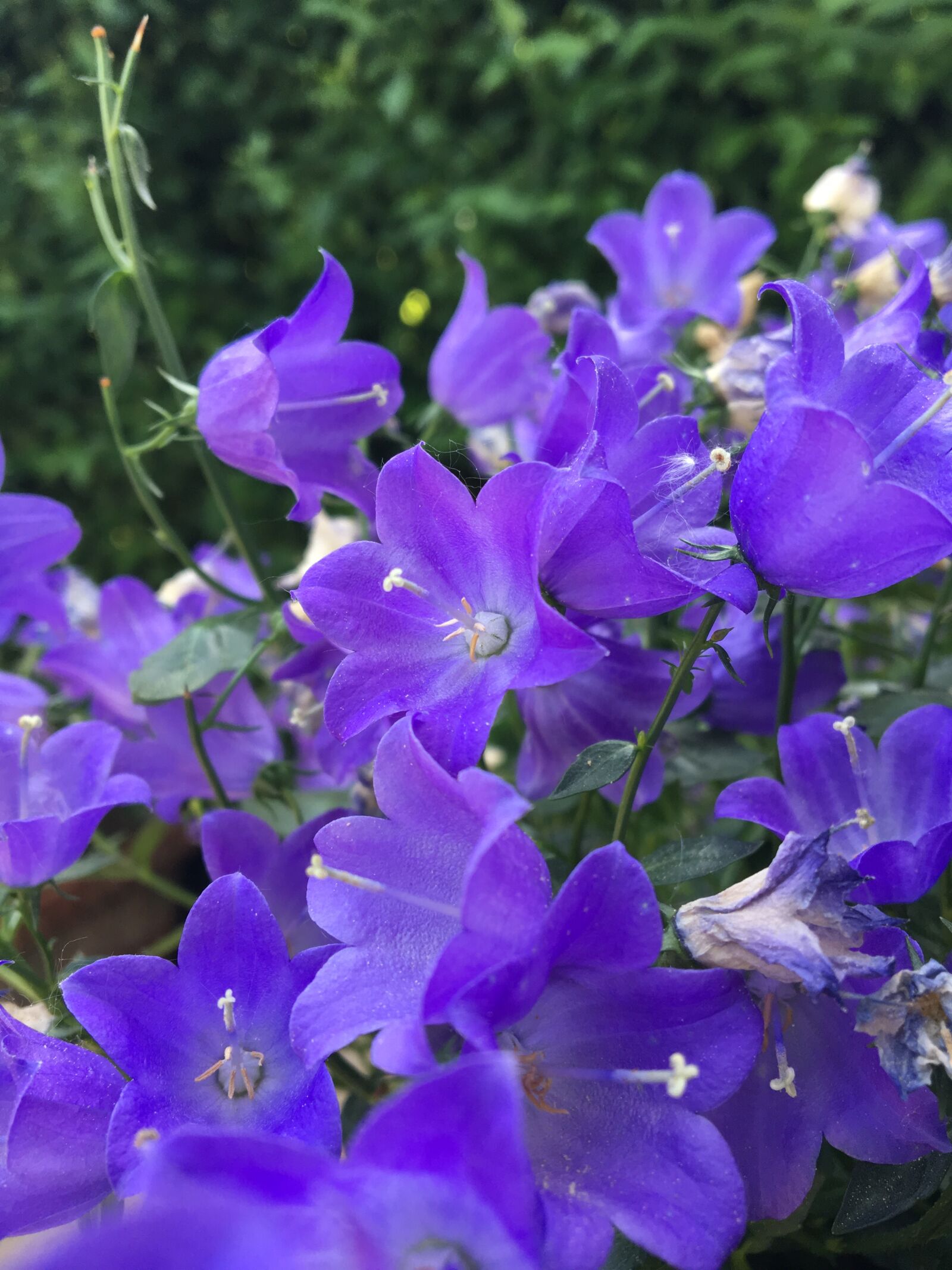 Apple iPhone 6s sample photo. Flower, bellflower, garden photography