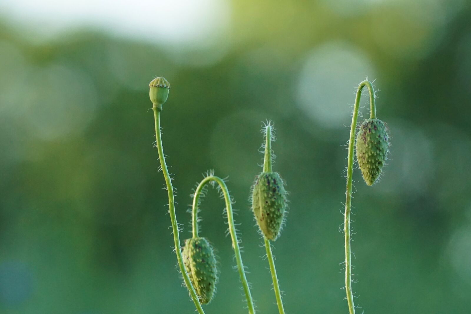 Sony a6000 + Sony E 70-350mm F4.5-6.3 G OSS sample photo. Poppy flower, bud, poppy photography