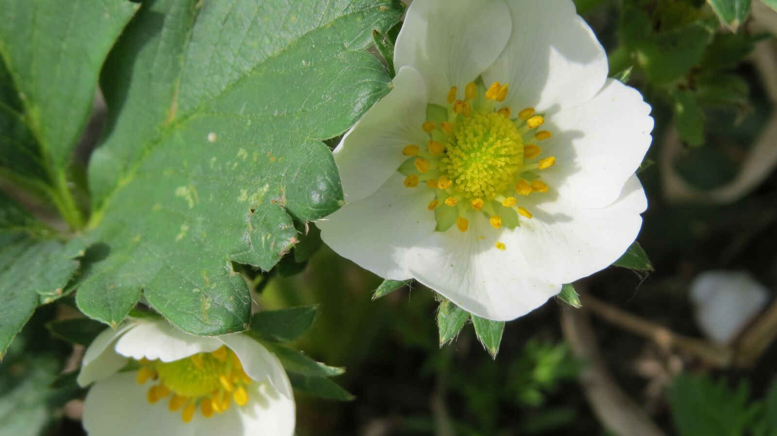 Canon PowerShot SX50 HS sample photo. Flower, strawberry, spring photography