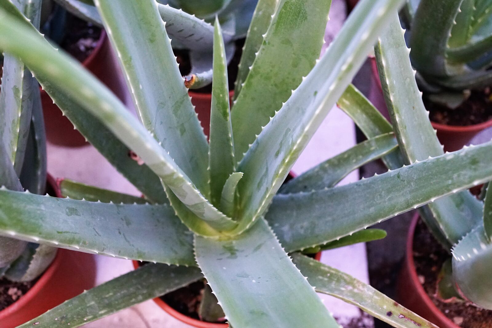 Sony ILCA-77M2 + Sony DT 16-50mm F2.8 SSM sample photo. Aloe vera, plant, healthy photography