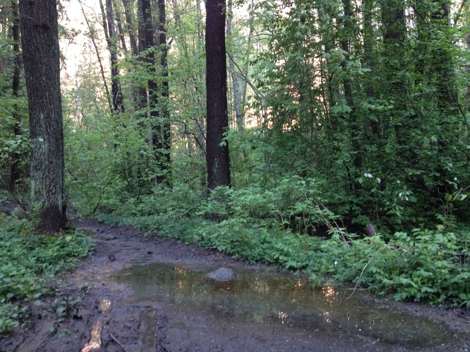 iPhone 4S back camera 4.28mm f/2.4 sample photo. Forest, trail photography