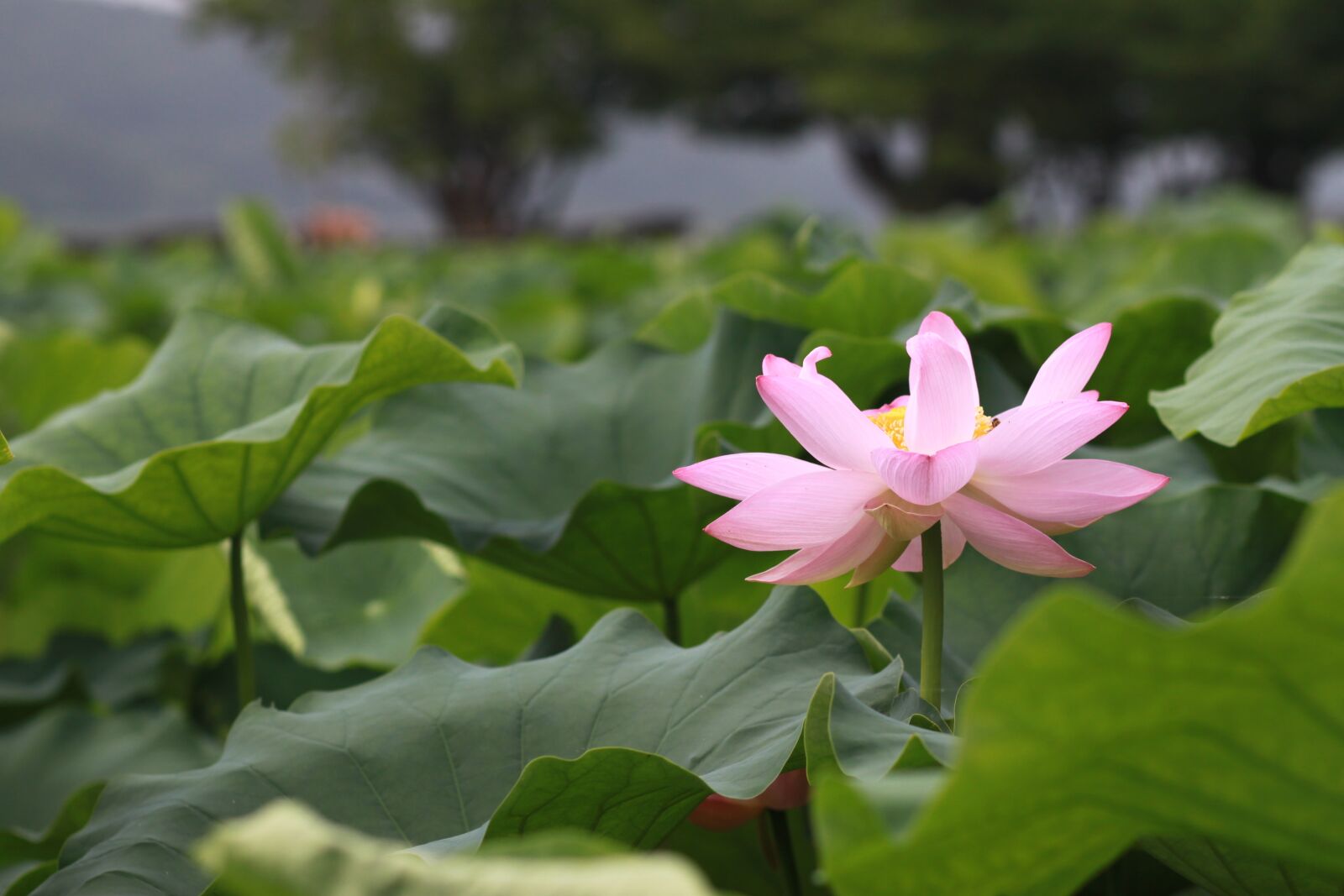 Canon EOS 500D (EOS Rebel T1i / EOS Kiss X3) sample photo. Kite, lotus, nature photography