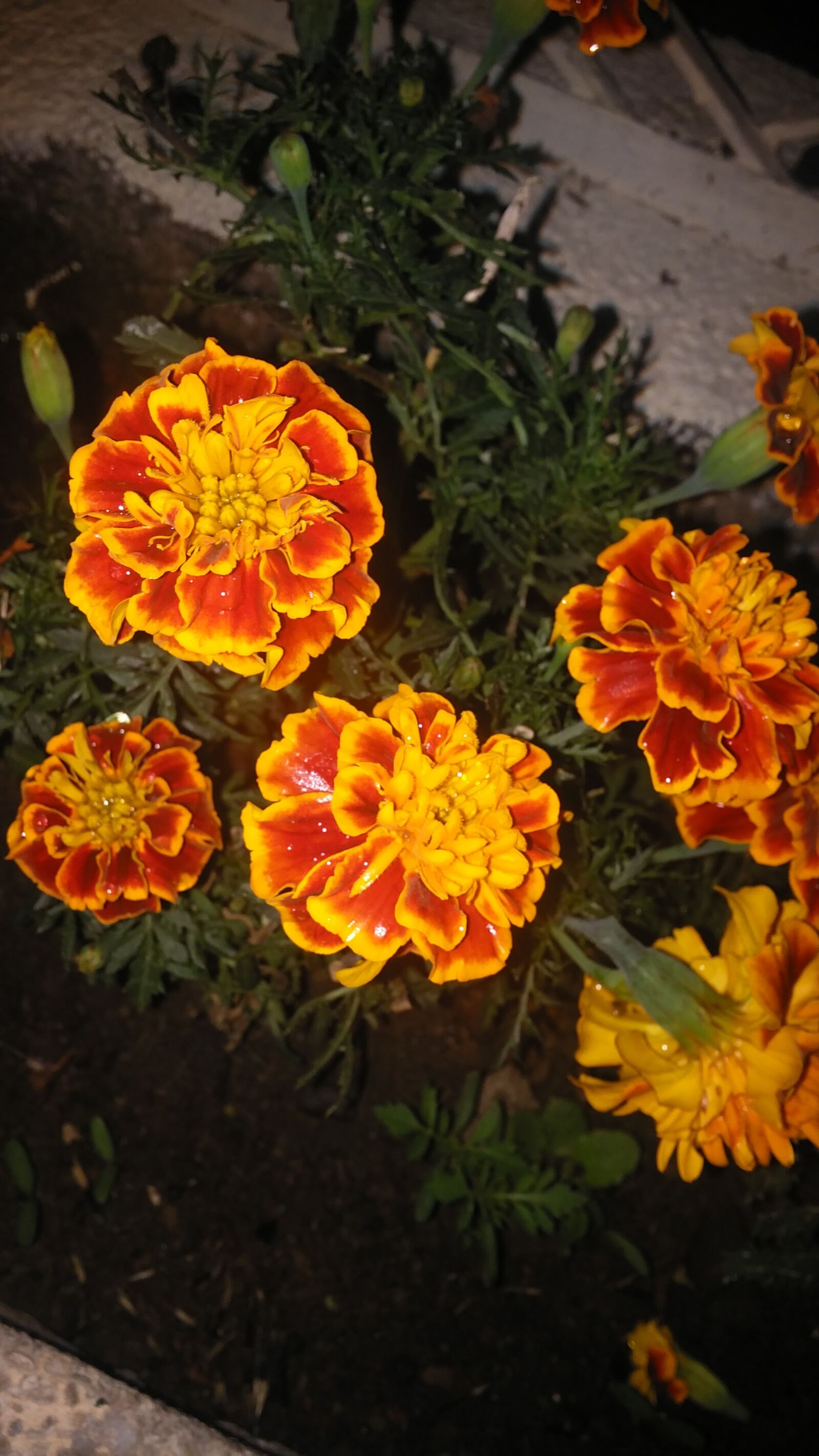 LG G3 CAT.6 sample photo. Flowers, dew, morning photography