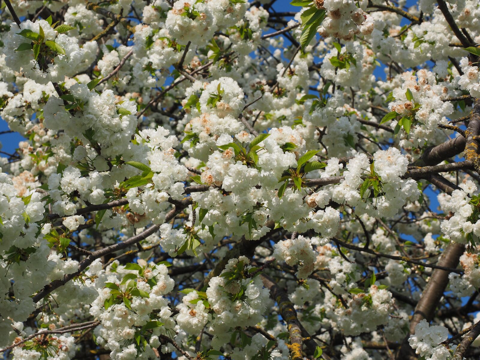 Olympus OM-D E-M1 + Olympus M.Zuiko Digital ED 12-40mm F2.8 Pro sample photo. Cherry blossom, white, cherry photography