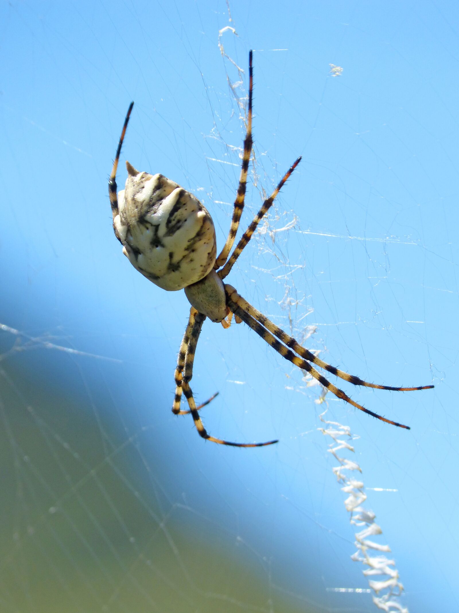 Panasonic DMC-FZ62 sample photo. Spider, web, spider web photography