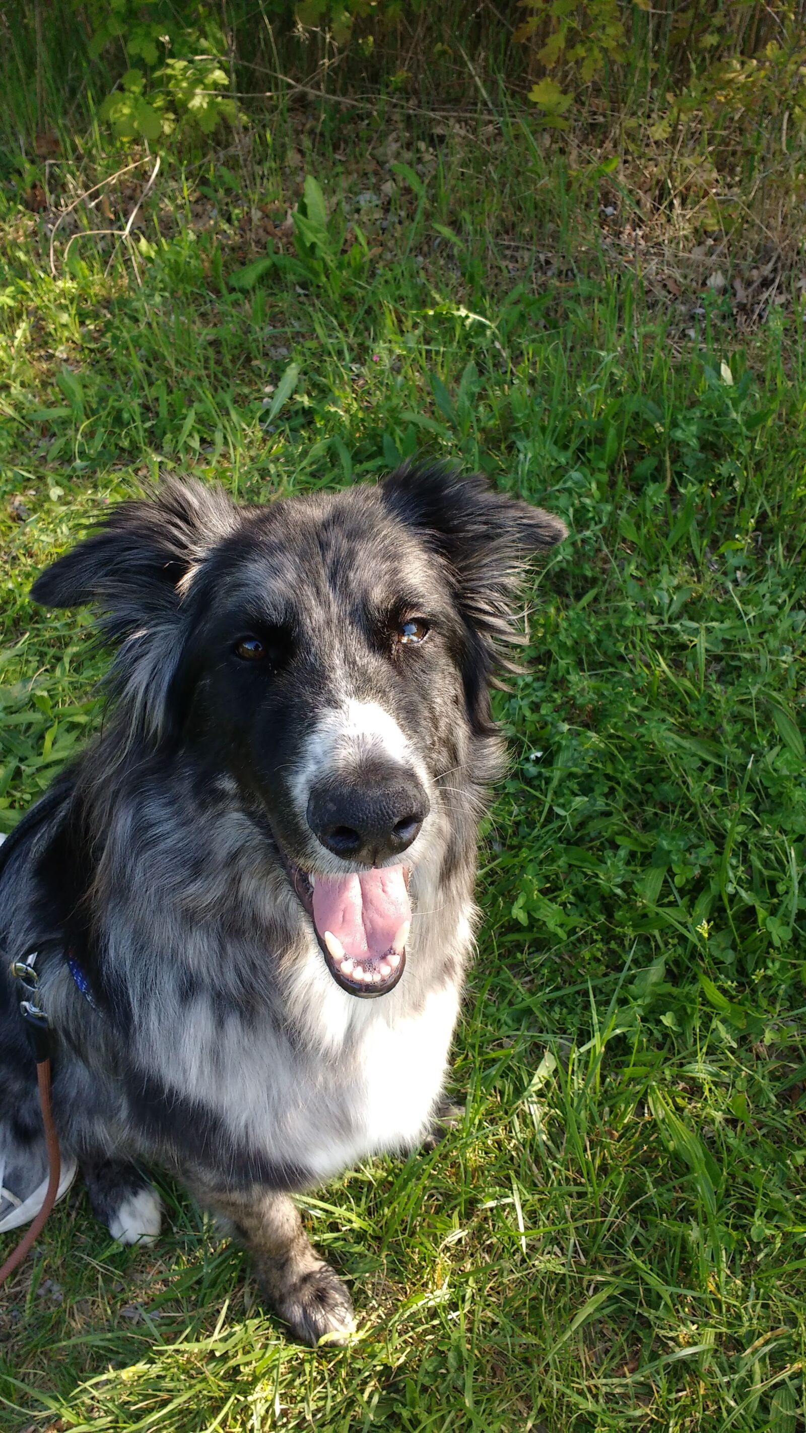 Motorola MotoG3 sample photo. Dog, happy, animal photography