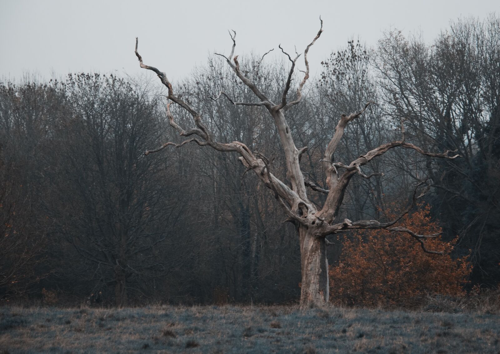 Nikon D7200 sample photo