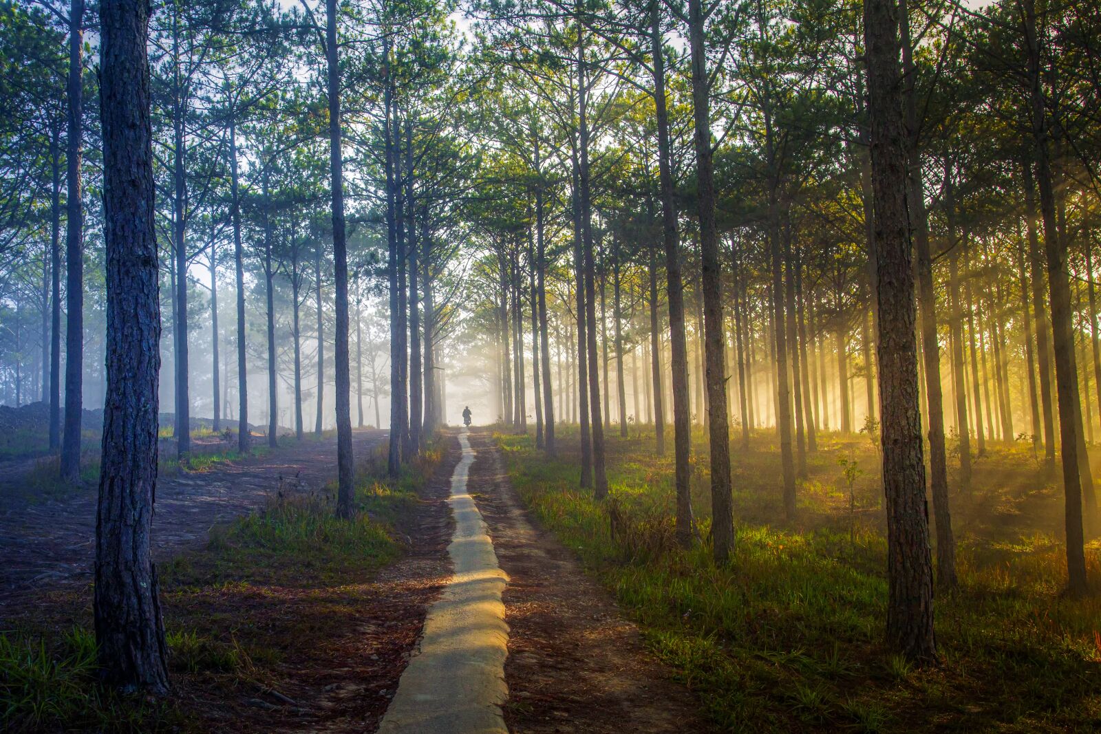 Canon EOS 6D + Canon EF 17-40mm F4L USM sample photo. Sunshine, trees, sun ray photography