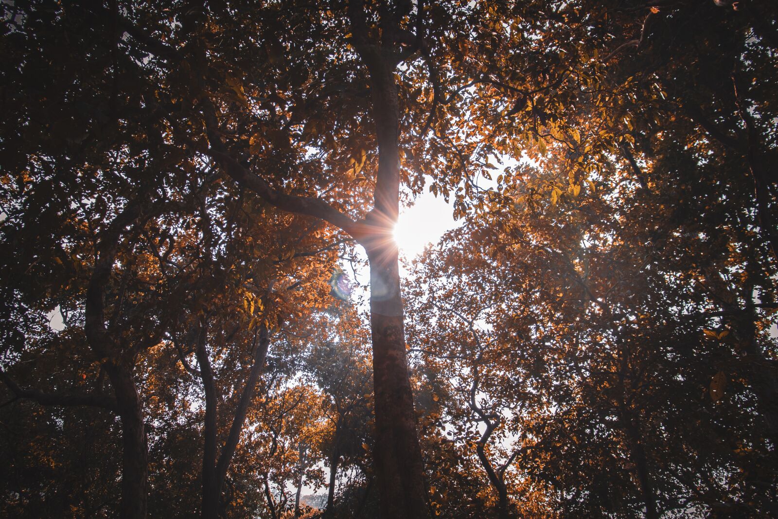 Canon EOS 200D (EOS Rebel SL2 / EOS Kiss X9) sample photo. Tree, forest, nature photography