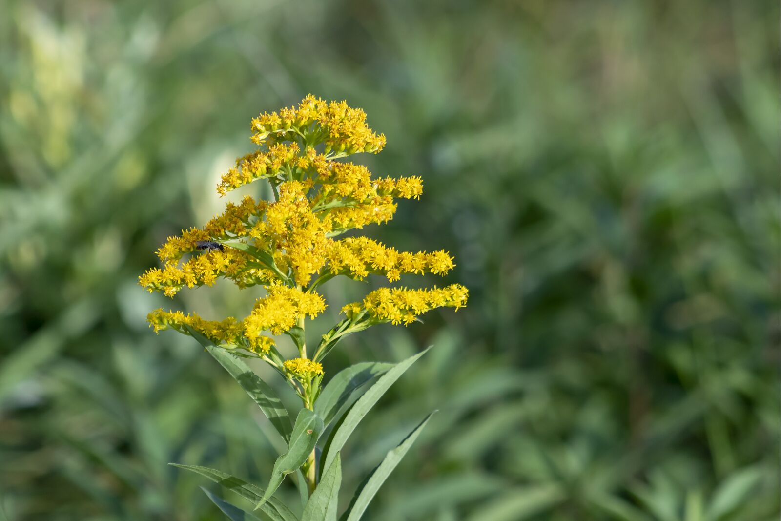 Canon EOS 1300D (EOS Rebel T6 / EOS Kiss X80) + EF75-300mm f/4-5.6 sample photo. Goldenrod, plant, flower photography