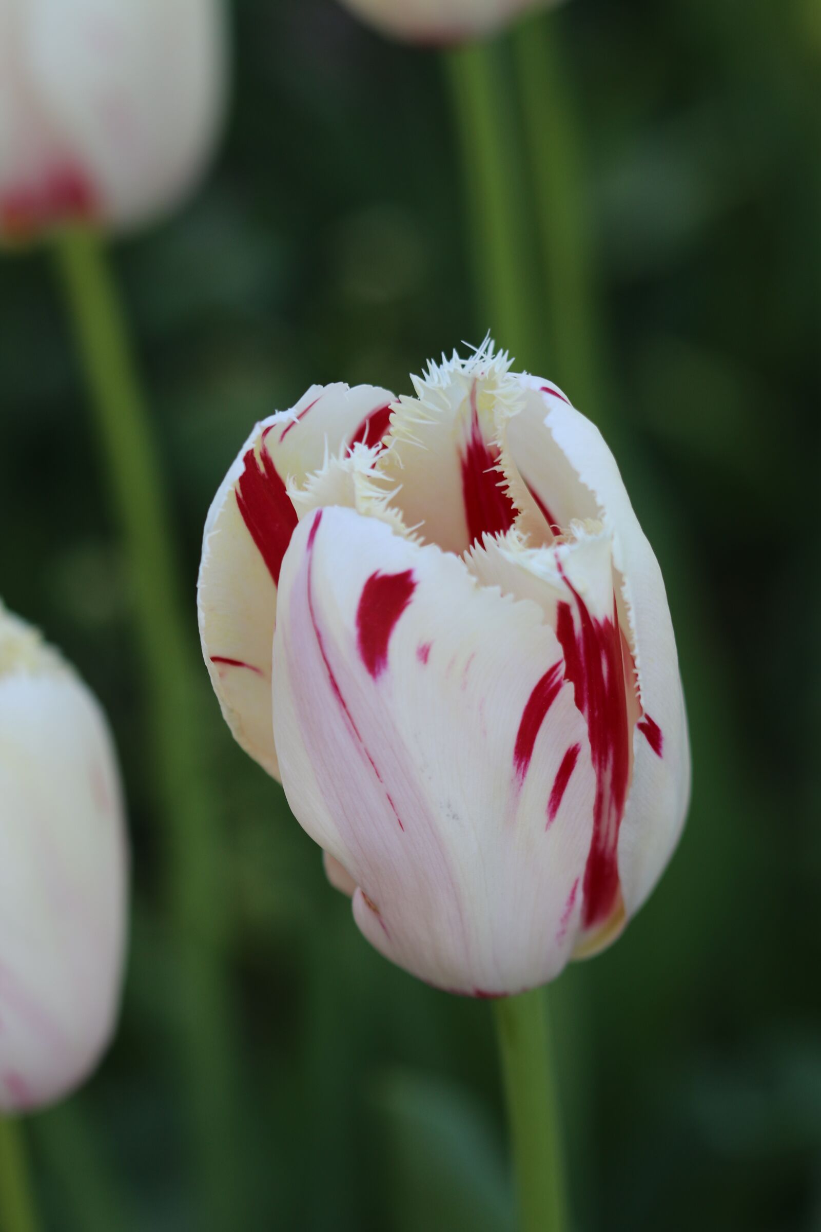 Canon EOS 70D + Canon EF 100mm F2.8 Macro USM sample photo. Tulips, white, pink photography