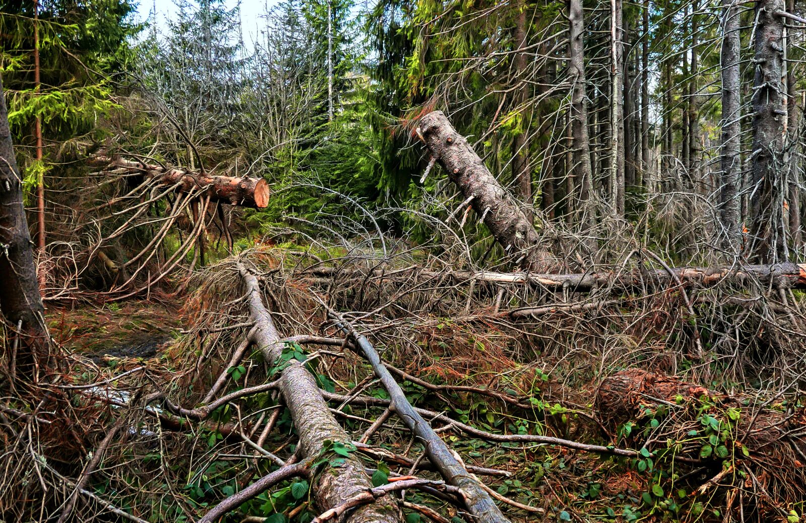 Panasonic Lumix DMC-LX100 sample photo. Wiatrołom, tree, stupidity photography