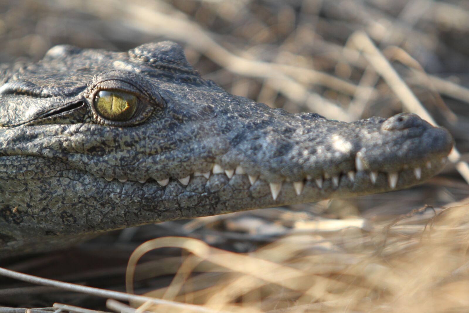 Canon EOS 7D sample photo. Botswana, crocodile, okawango, delta photography