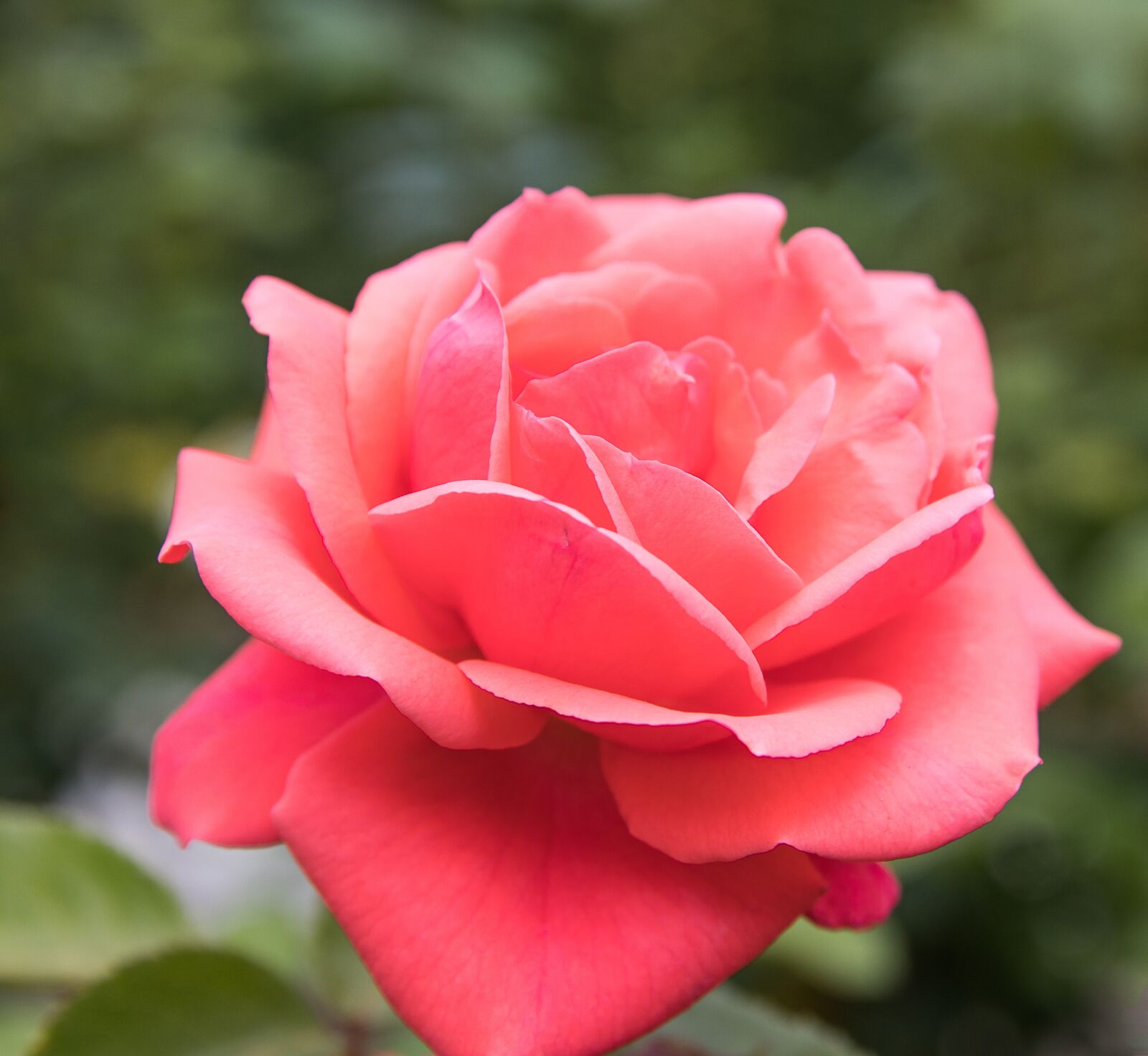 Canon EOS 80D sample photo. Rose, blossom, bloom photography
