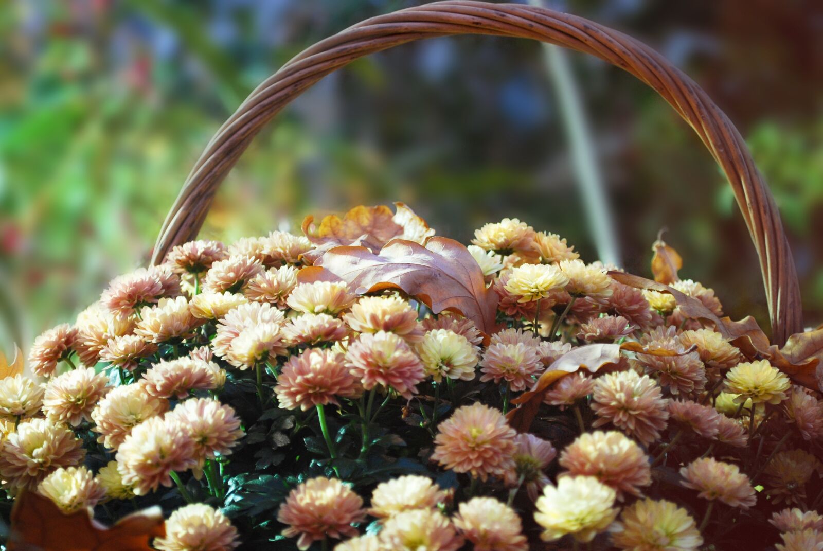 Nikon D60 sample photo. Flowers, basket, autumn photography