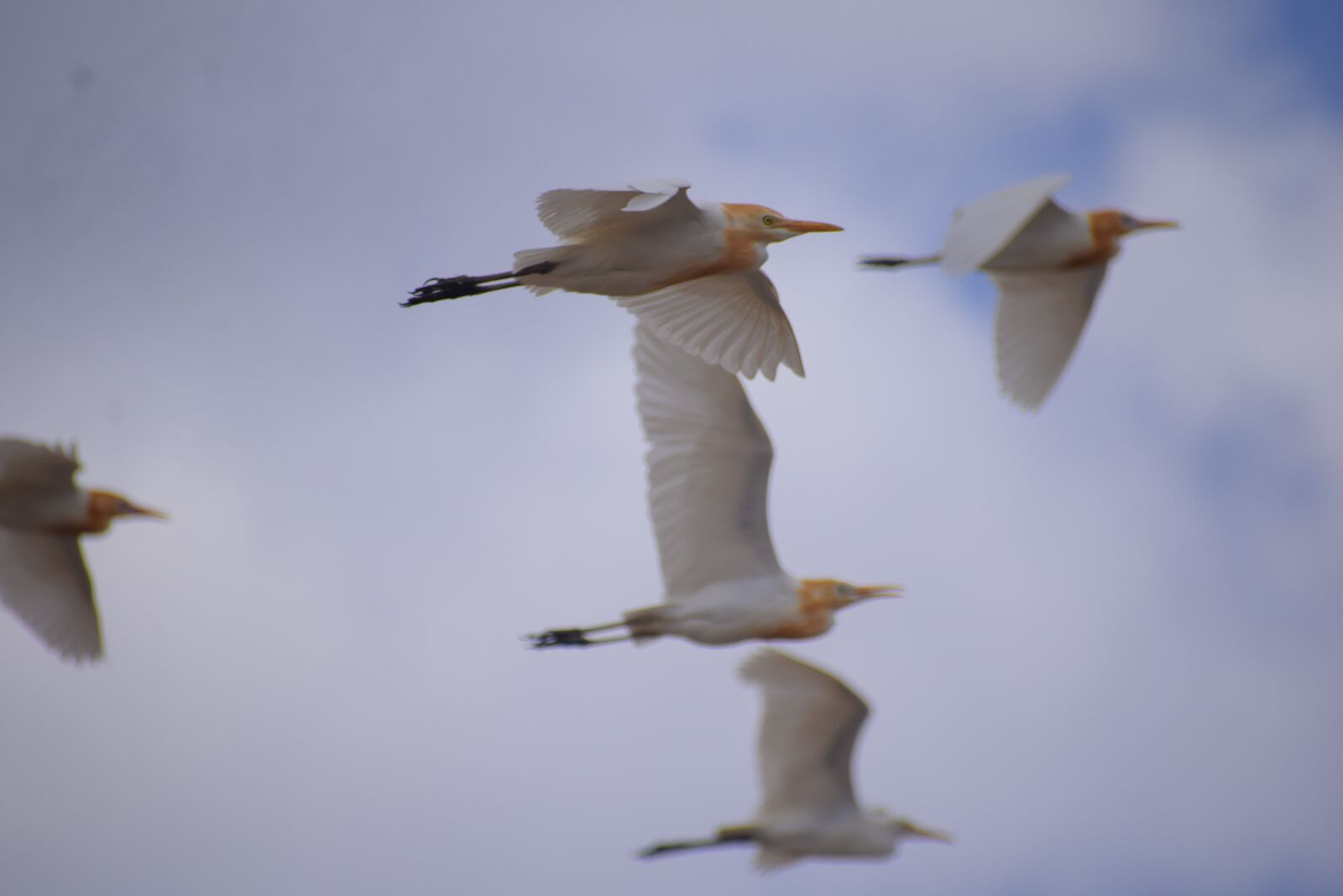 Nikon D5300 sample photo. Cranes, flying cranes, birds photography