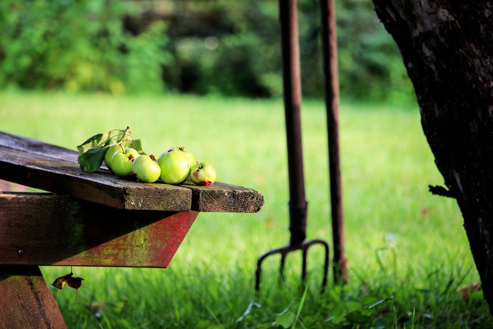 Canon EF-S 55-250mm F4-5.6 IS STM sample photo. Garden, nature, apples photography