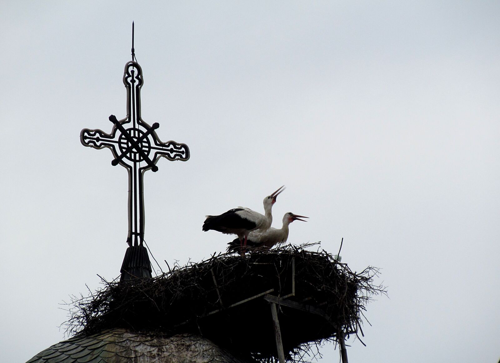 Canon PowerShot SX30 IS sample photo. Spring, birds, church photography