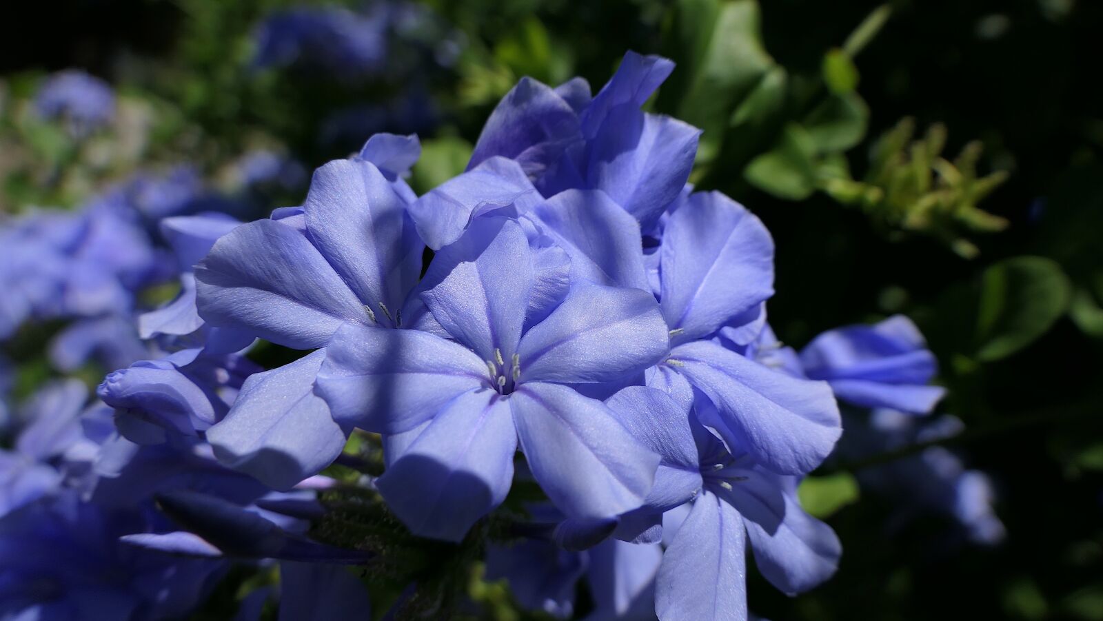 Panasonic Lumix DMC-FZ2500 (Lumix DMC-FZ2000) sample photo. Flower, violet, nature photography