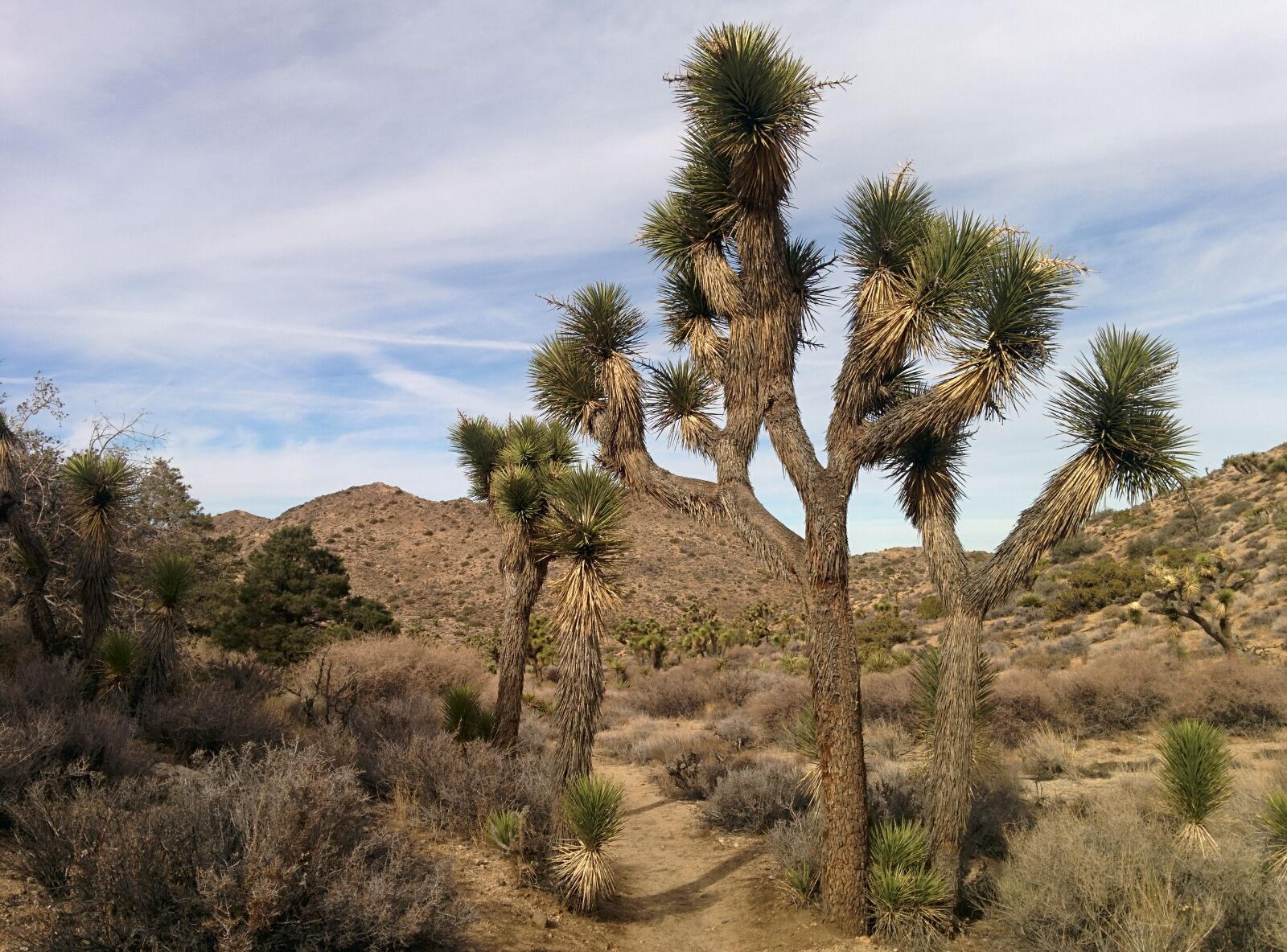 LG Nexus 5 sample photo. Joshua tree, california, desert photography