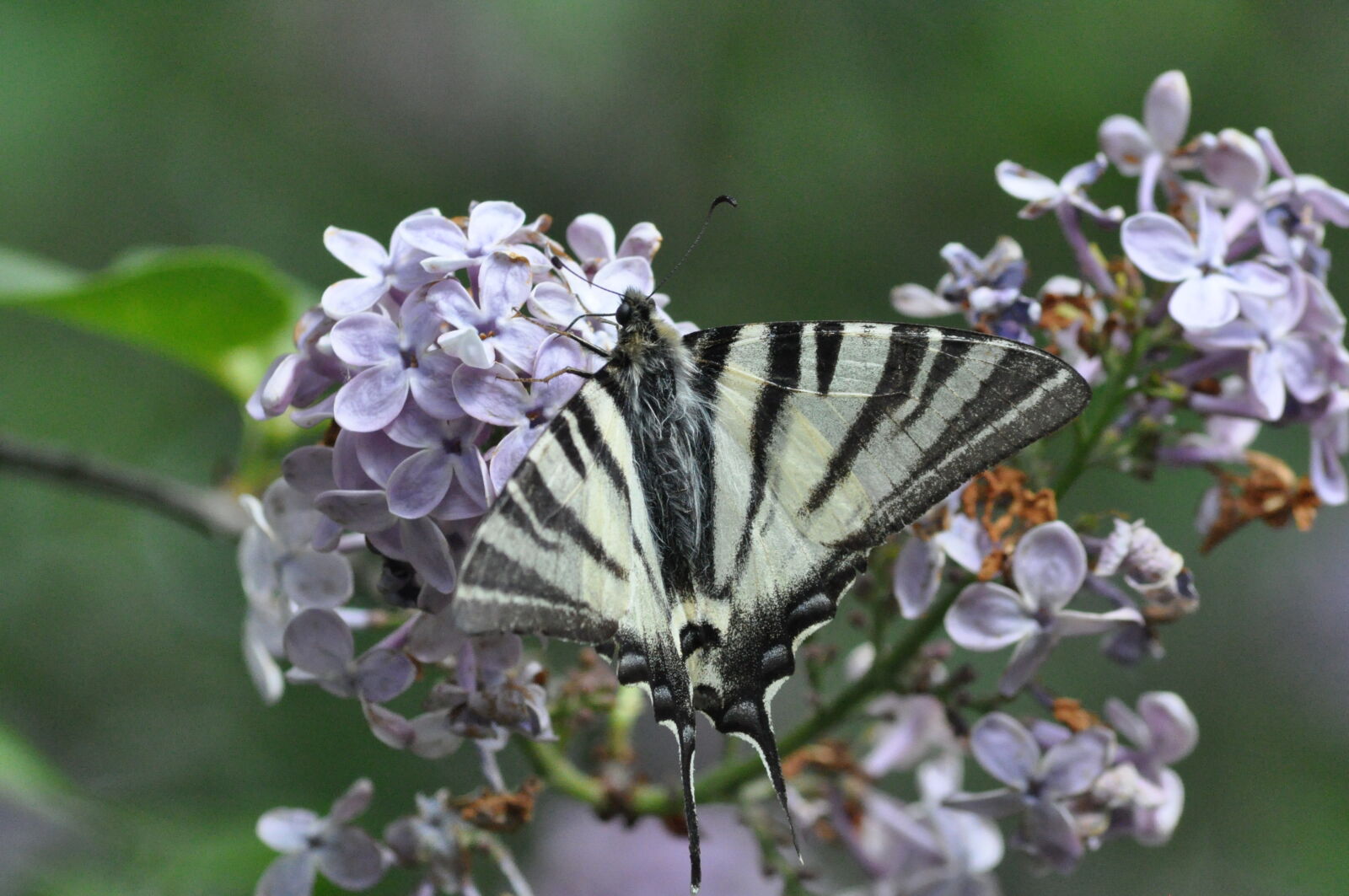 Nikon D90 sample photo