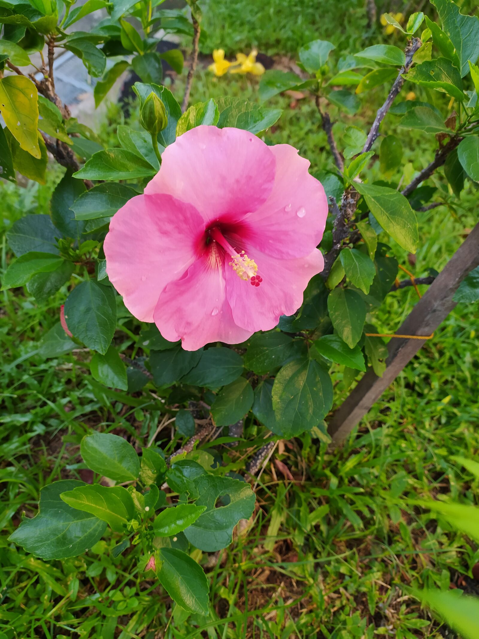 Xiaomi Redmi Note 8T sample photo. Pink hibiscus, flower, blossom photography