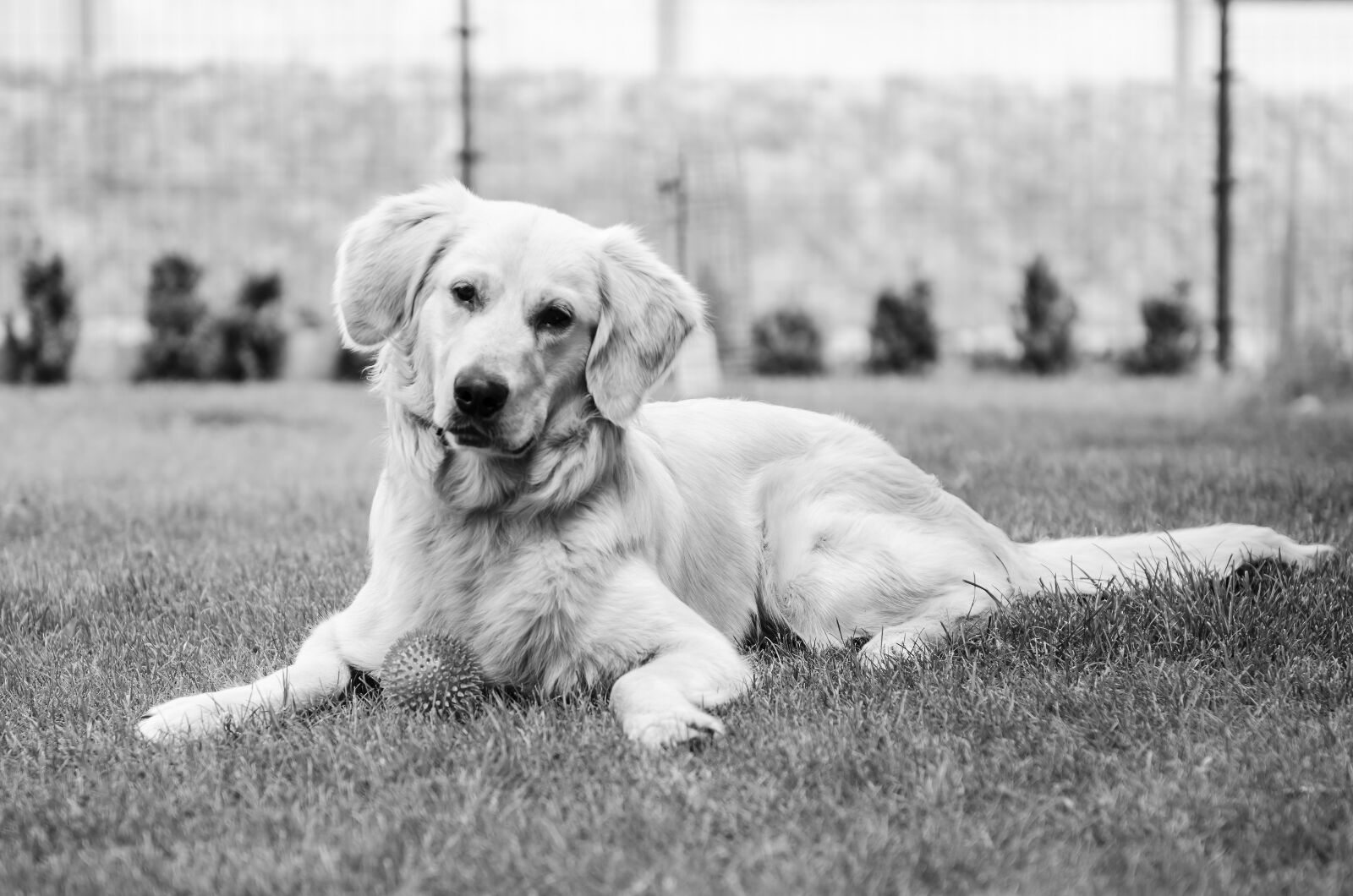 Nikon D7000 sample photo. Golden, golden retriever, futrzak photography