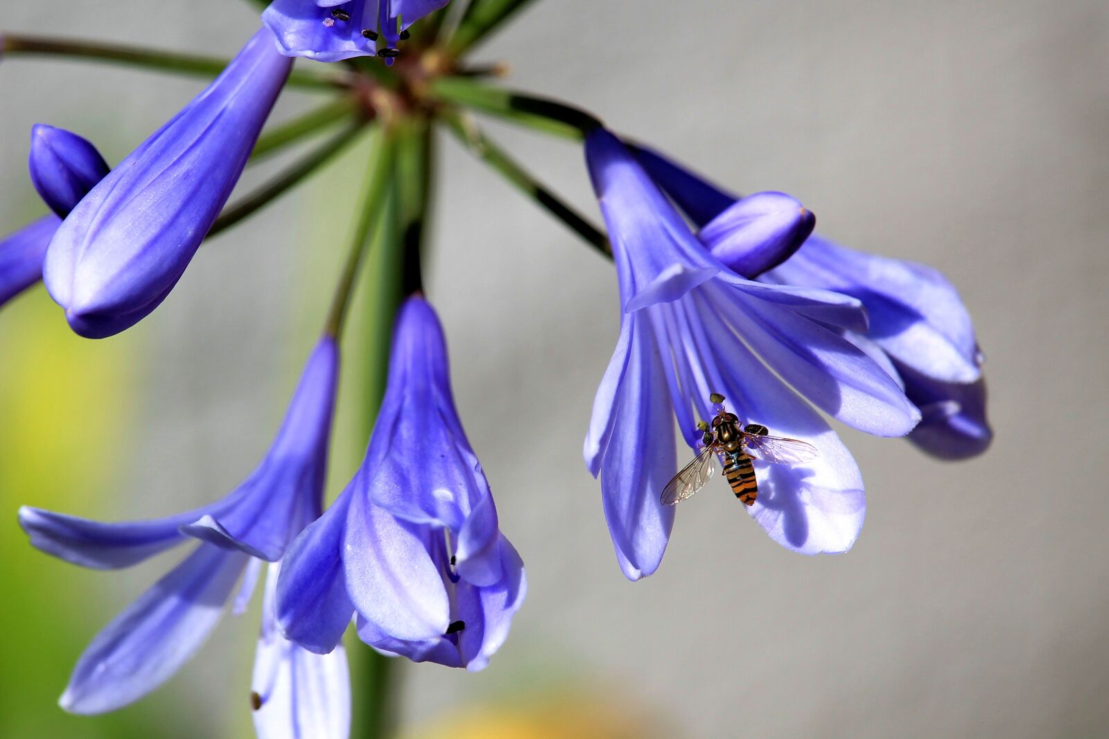 Canon EF-S 55-250mm F4-5.6 IS STM sample photo. Glory lily, blossom, bloom photography