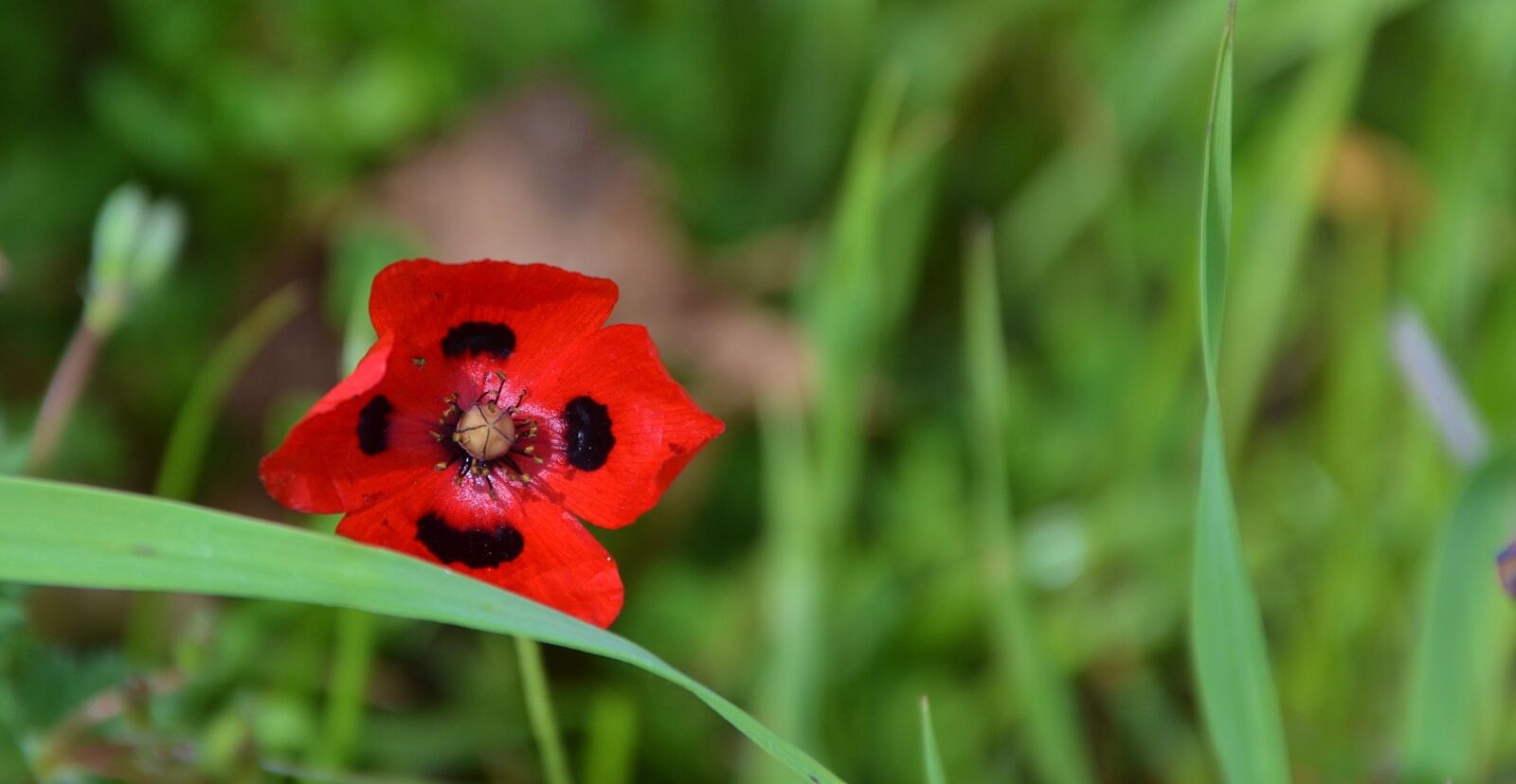 Nikon D7000 sample photo. Red, flower, natur photography