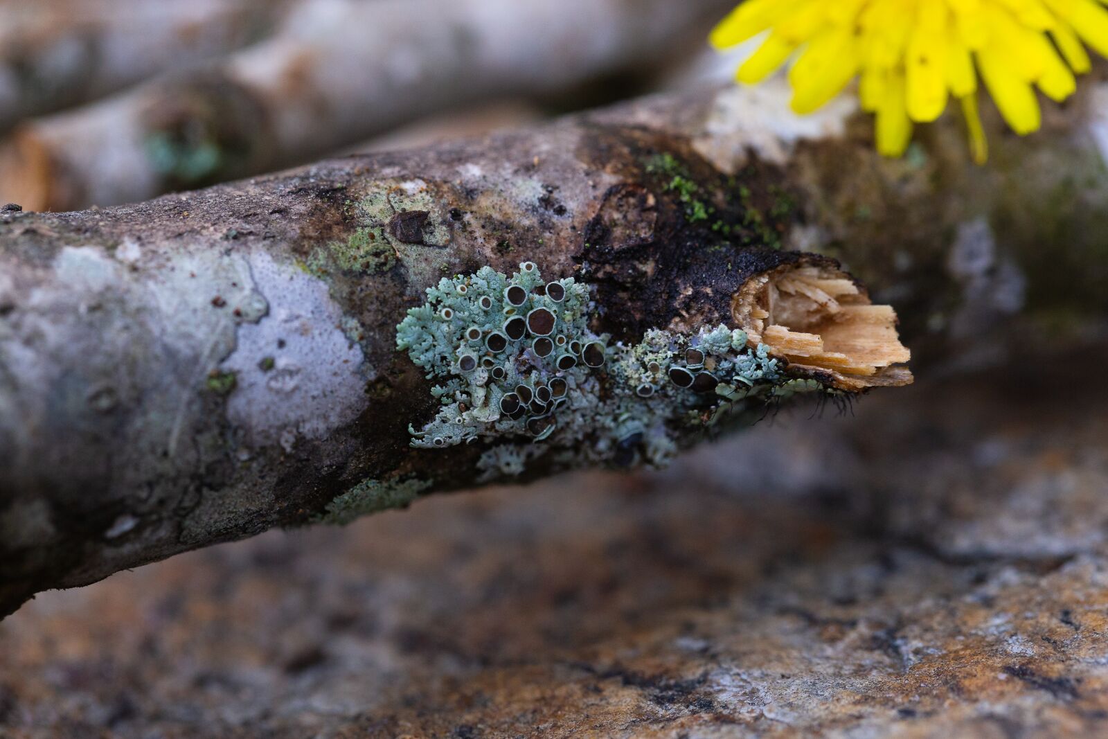 Canon EOS 6D + Canon EF 100mm F2.8L Macro IS USM sample photo. Moss, stick, nature photography