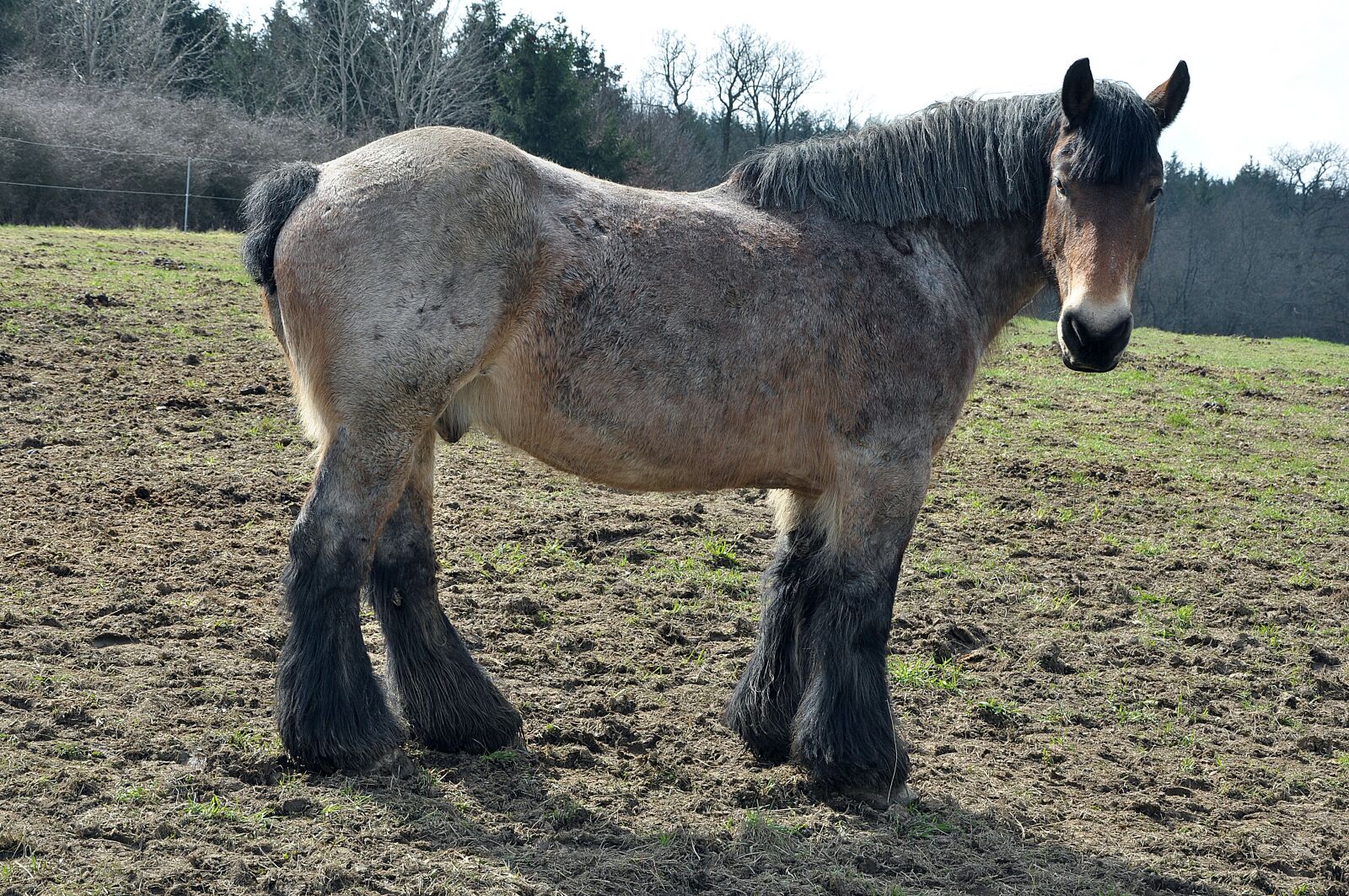 Nikon D90 sample photo. Agriculture, horse, nature photography