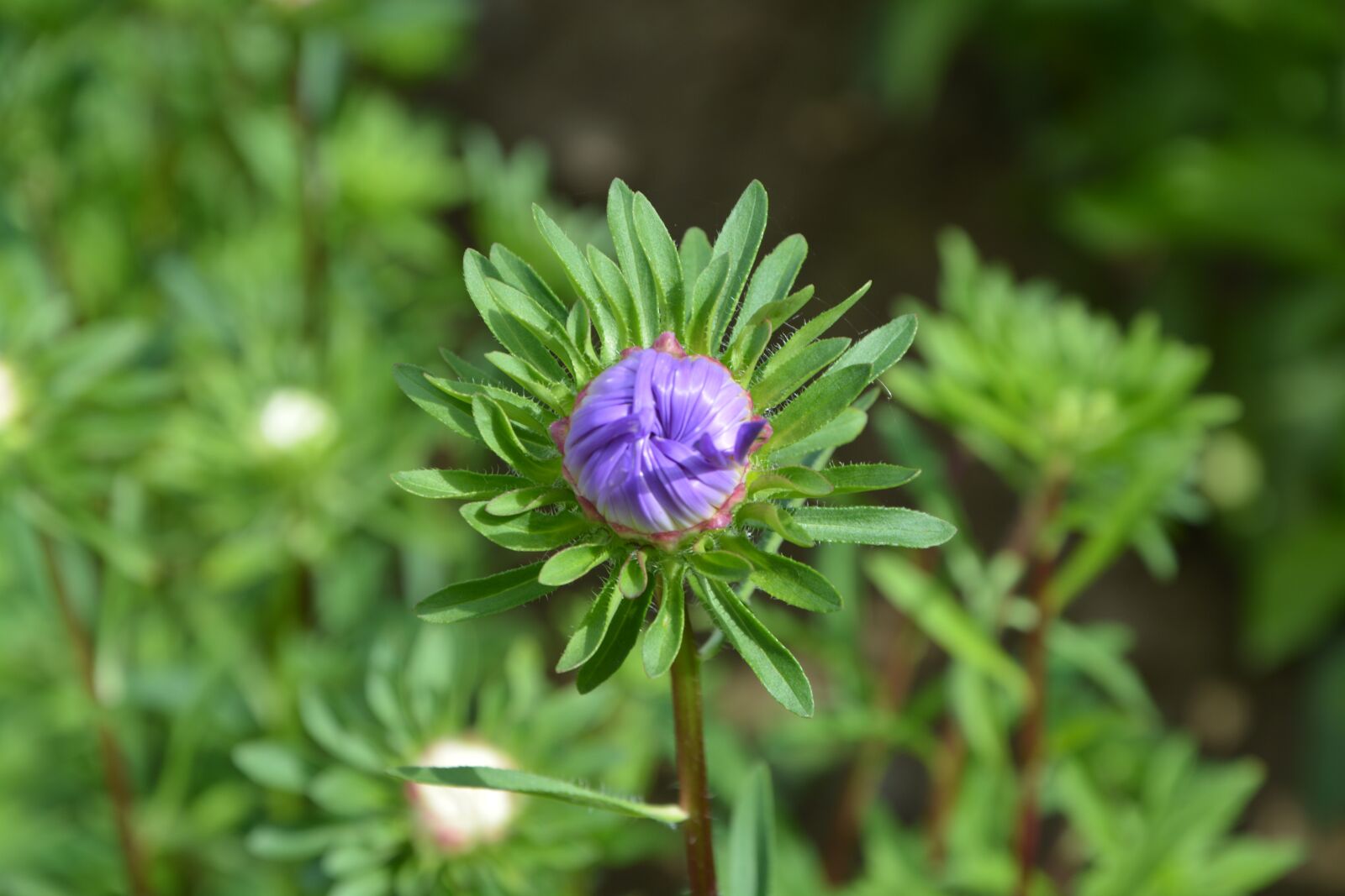 Nikon D5200 sample photo. Flower bud, purple, foliage photography