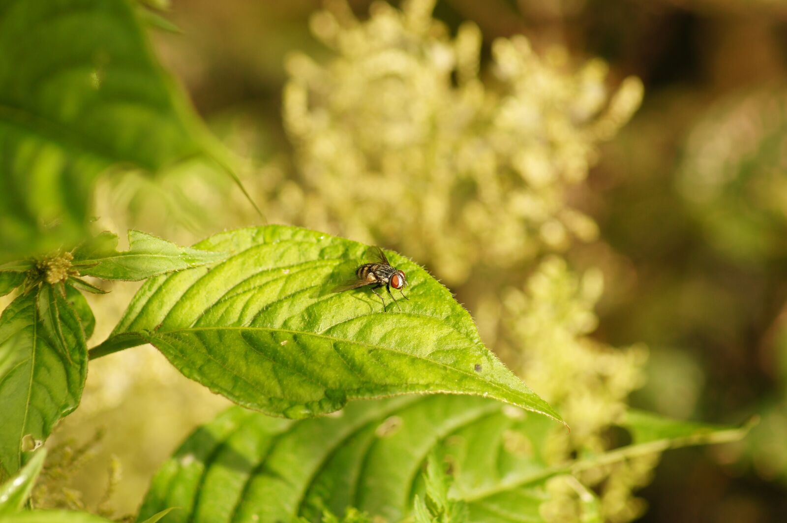 Sony SLT-A55 (SLT-A55V) sample photo. Nature, insects, cocora photography