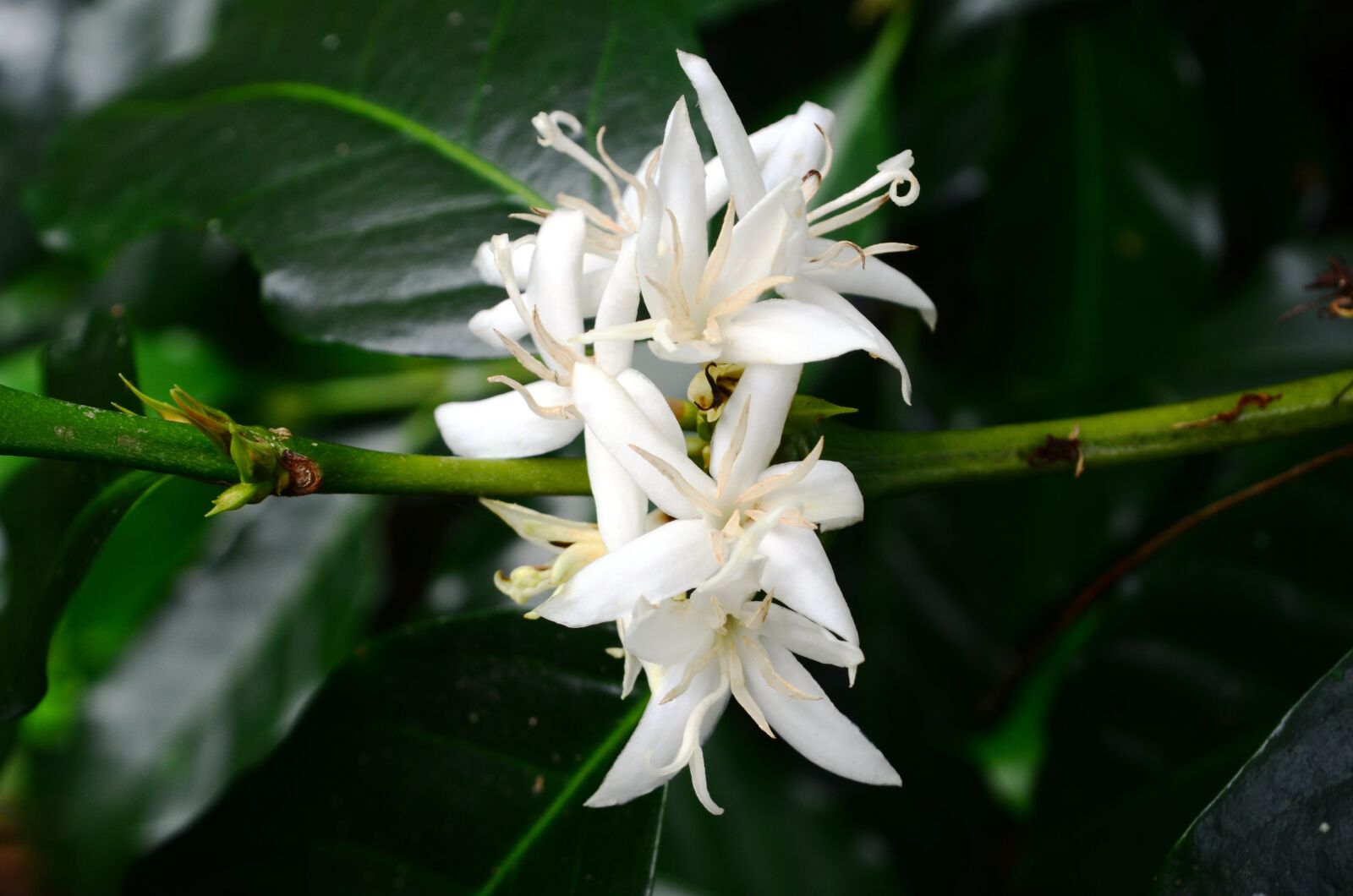 Nikon D5100 sample photo. Flower, coffee flower, coffee photography