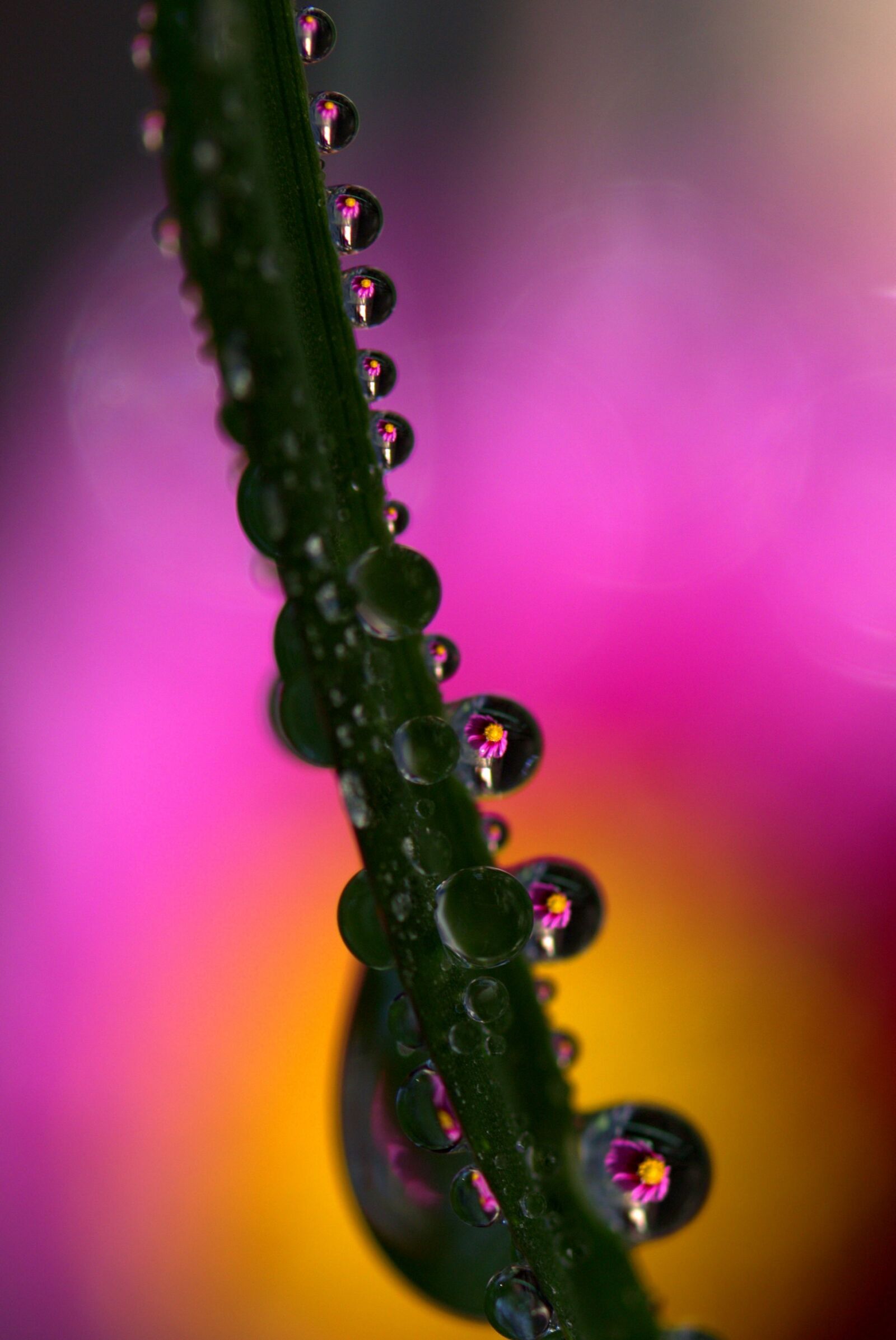 Canon EF-S 60mm F2.8 Macro USM sample photo. Drops, plant, macro photography