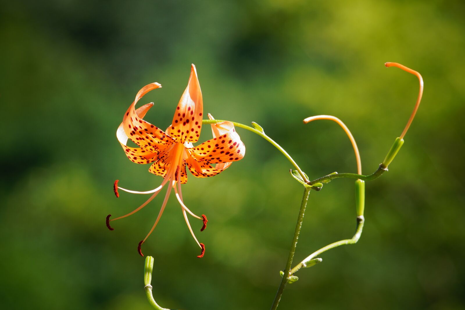 Canon EF 300mm F4L IS USM sample photo. Conicuri, flower, green photography