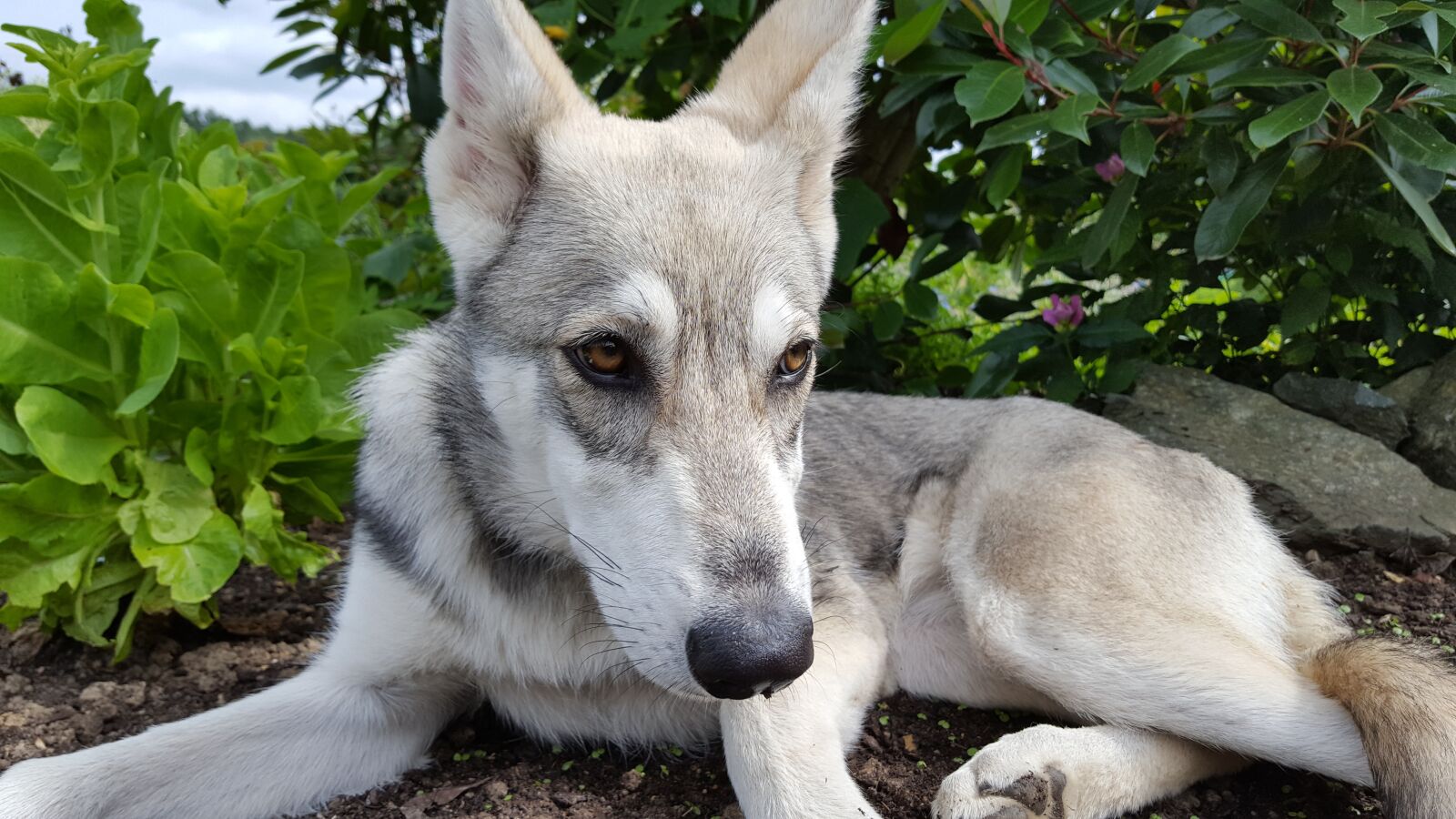Samsung GALAXY S6 edge sample photo. Dog, animal, pet photography