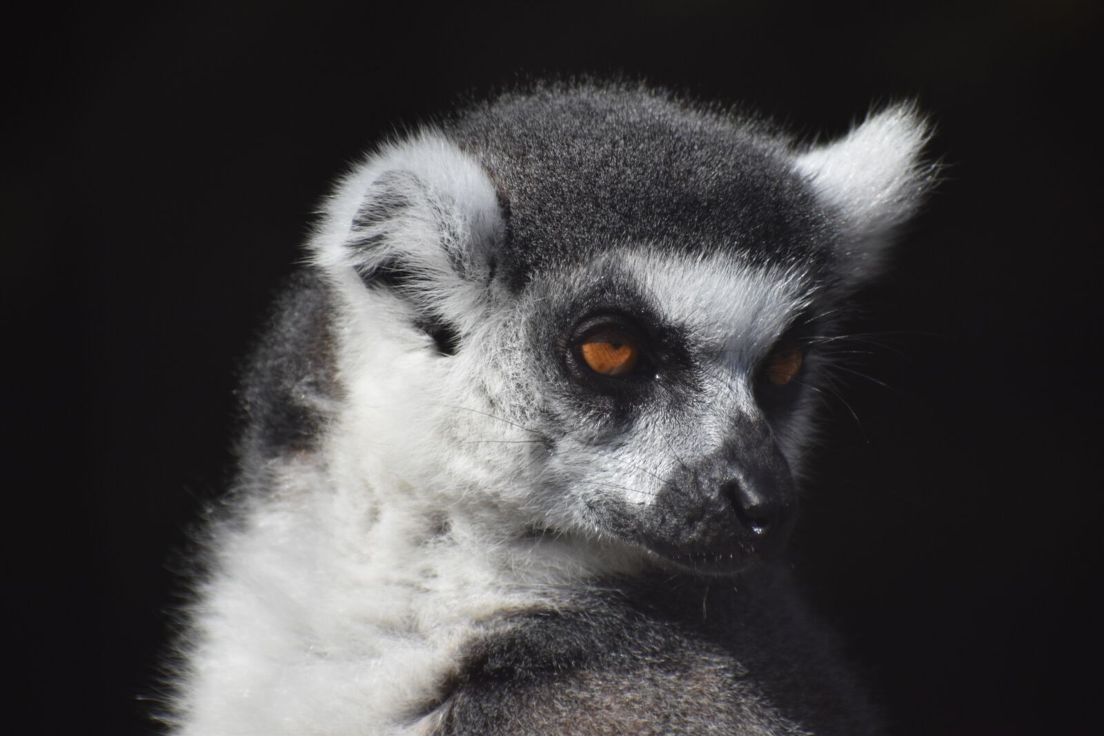 Nikon D5500 sample photo. Mammal, wildlife, primate photography
