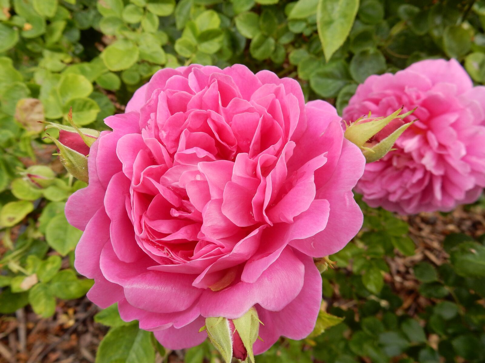 Nikon Coolpix S9900 sample photo. Rose, pink, flower photography