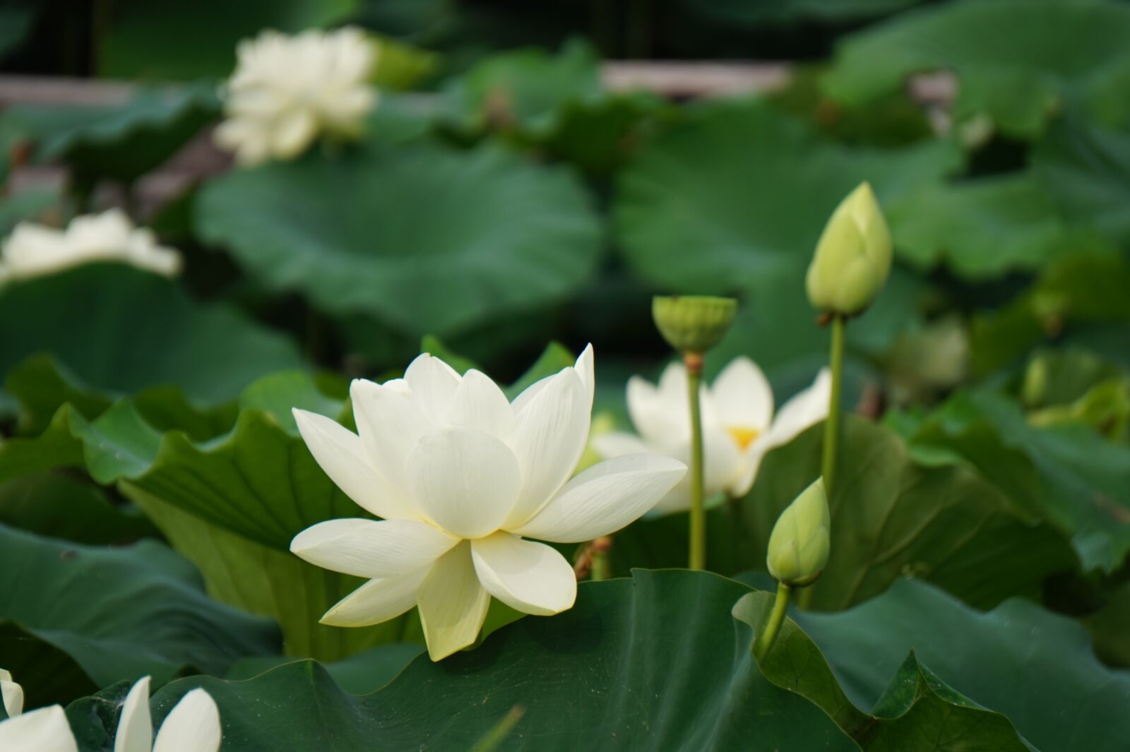 Sony Alpha a5000 (ILCE 5000) + Sony E 55-210mm F4.5-6.3 OSS sample photo. Nature, plants, yangpyeong photography