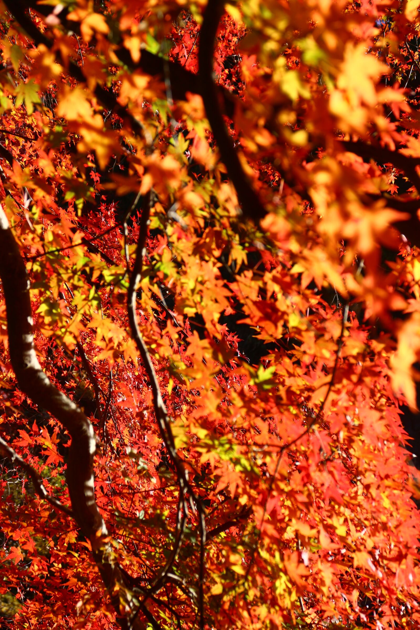Canon EOS M sample photo. Autumnal leaves, autumn, color photography