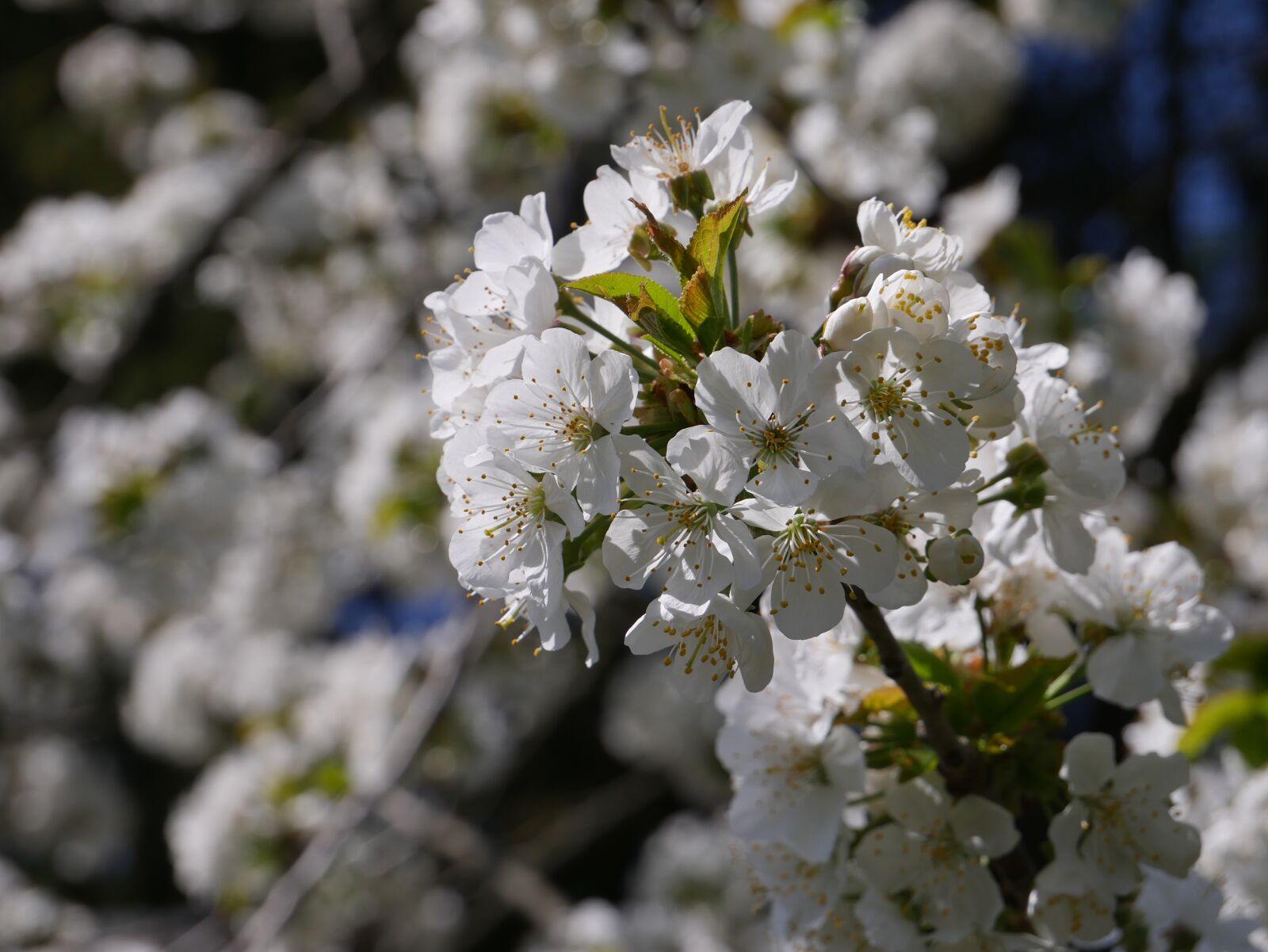 Panasonic DMC-G70 sample photo. Wild cherry, spring, blossom photography