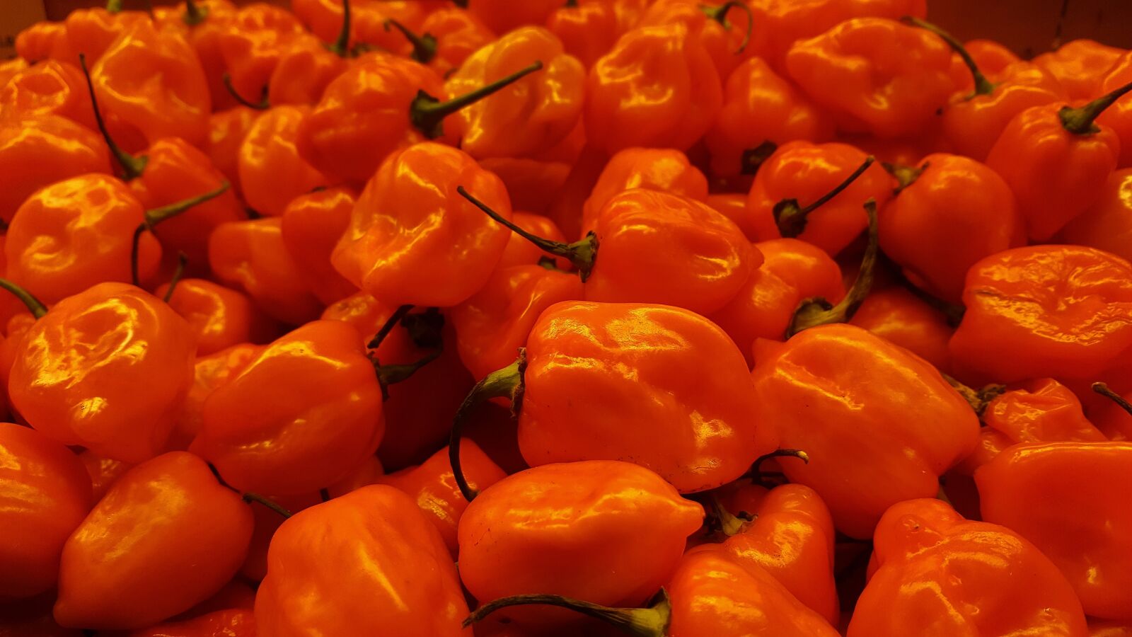 Samsung Galaxy Note5 sample photo. Habanero, habanero peppers, chiles photography