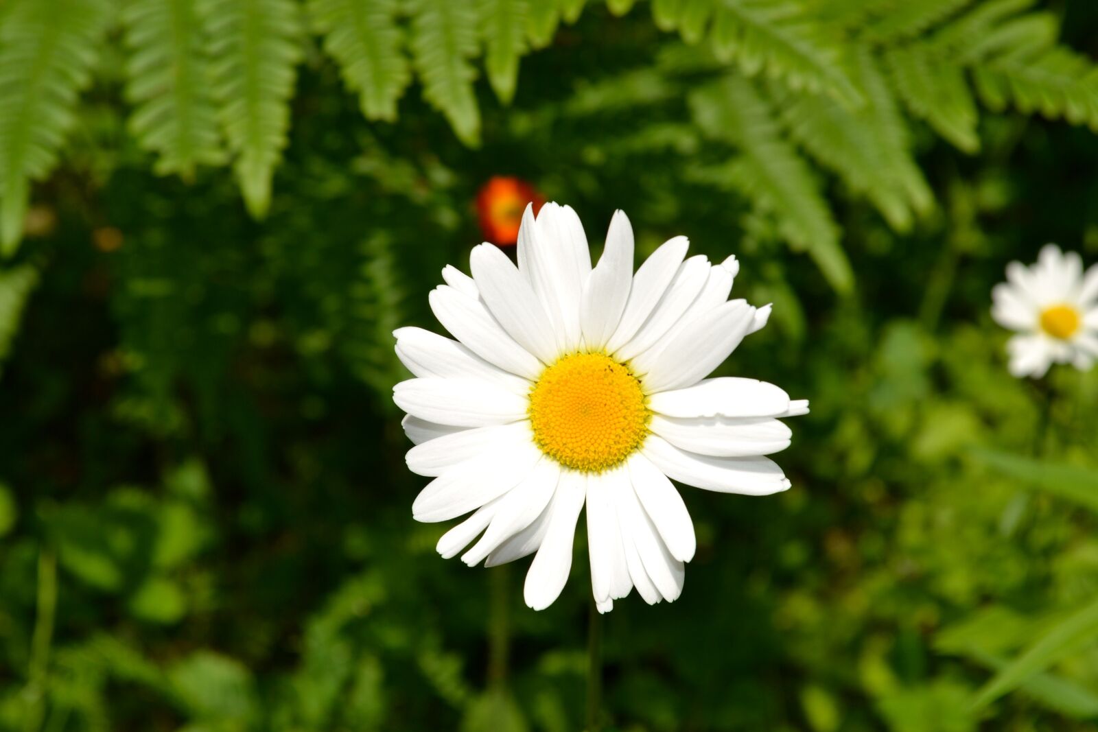 Nikon D3100 sample photo. Nature, flora, flower photography